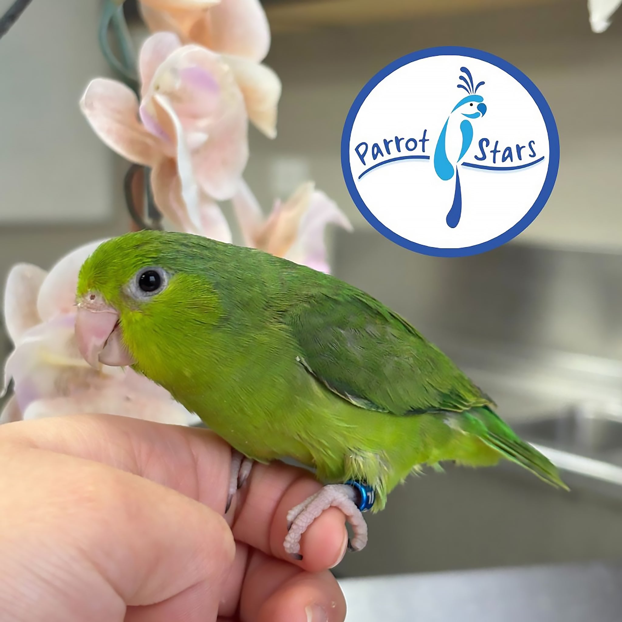 Parrotlet - Green - Female #PS4104 – Parrot Stars
