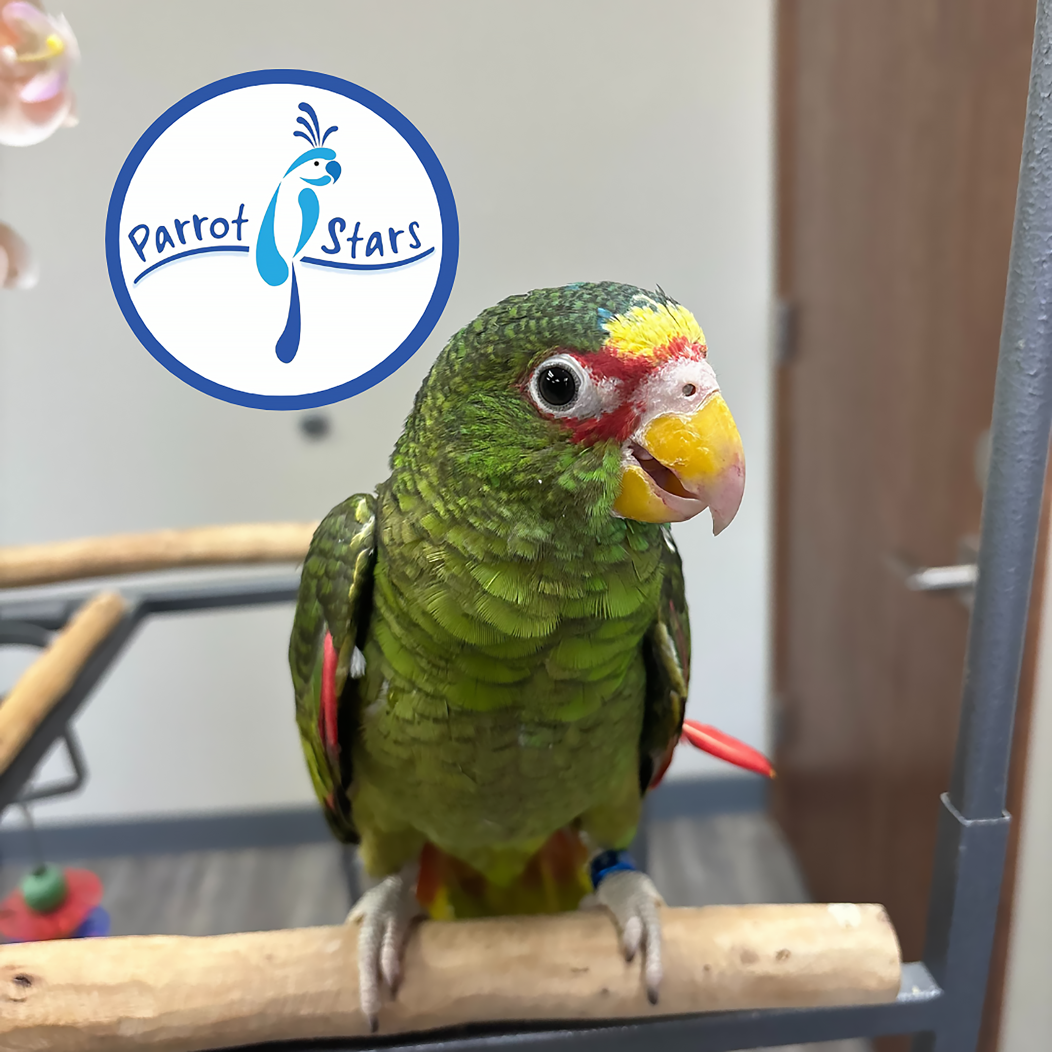 White-Fronted Amazon - Male #PS8784 – Parrot Stars