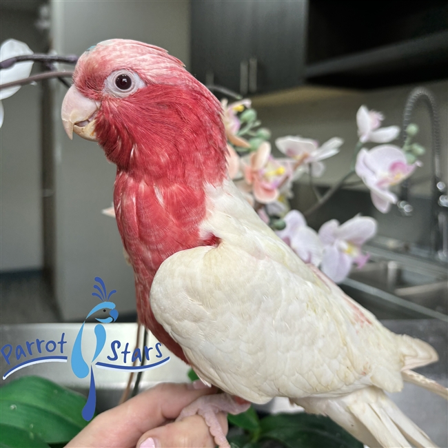 Rose Breasted Cockattoo Galah Cockatoo For Sale