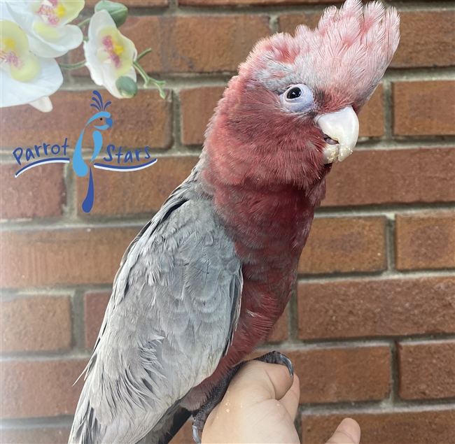 Rose Breasted Cockattoo Galah Cockatoo For Sale