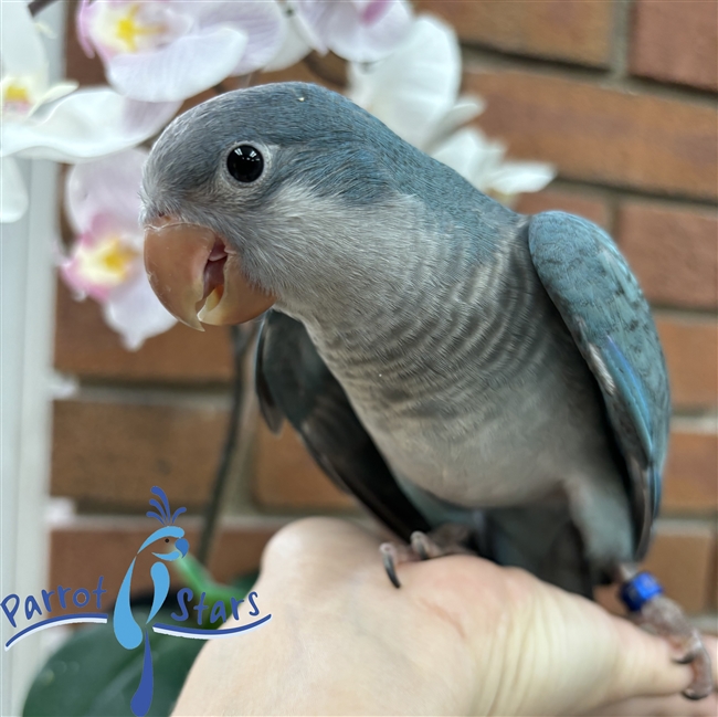 Quaker Parrot Monk Parakeet For Sale