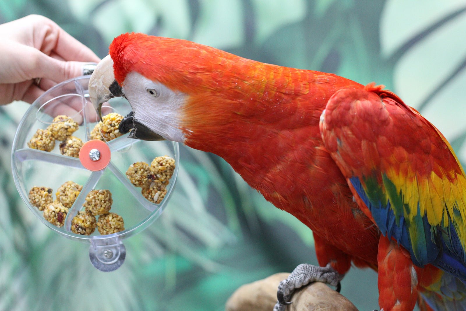 How to Teach Your Companion Parrot to Forage in Captivity