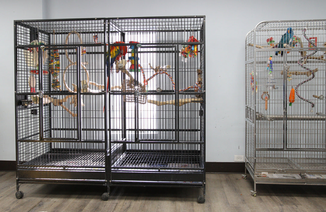 Parrot Housing – Creating a Comfortable Enclosure