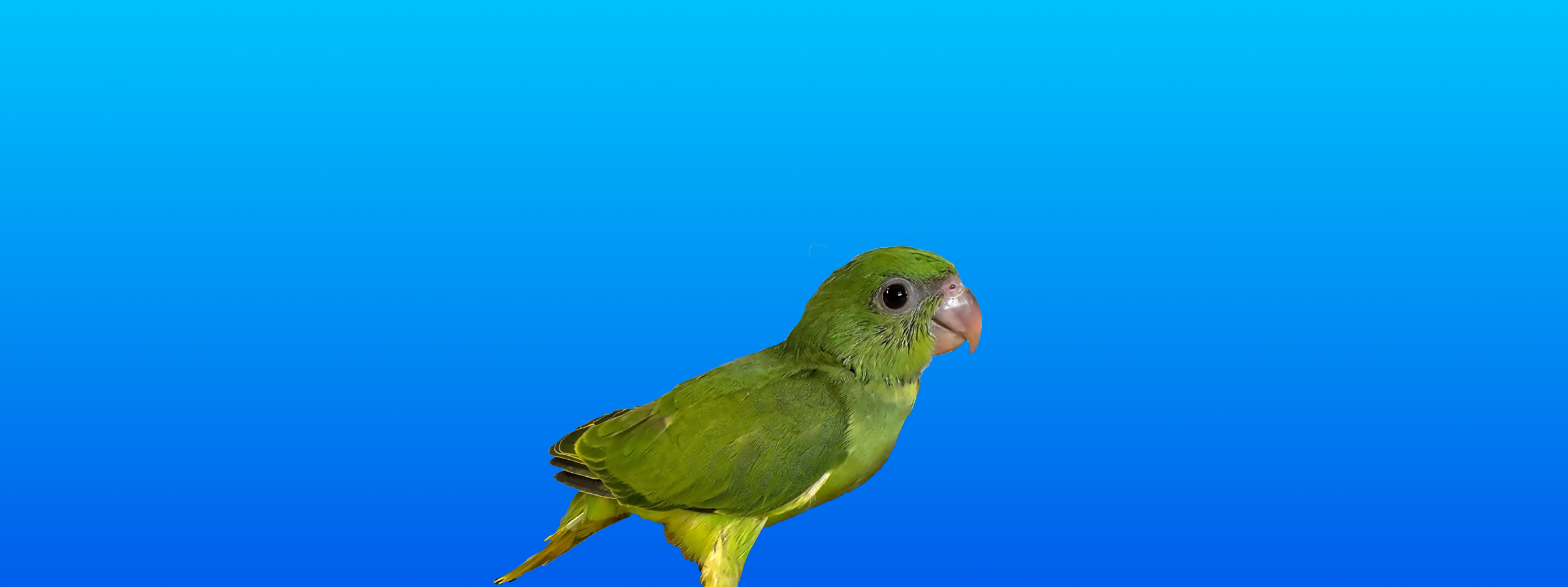 African Ringneck Parakeet