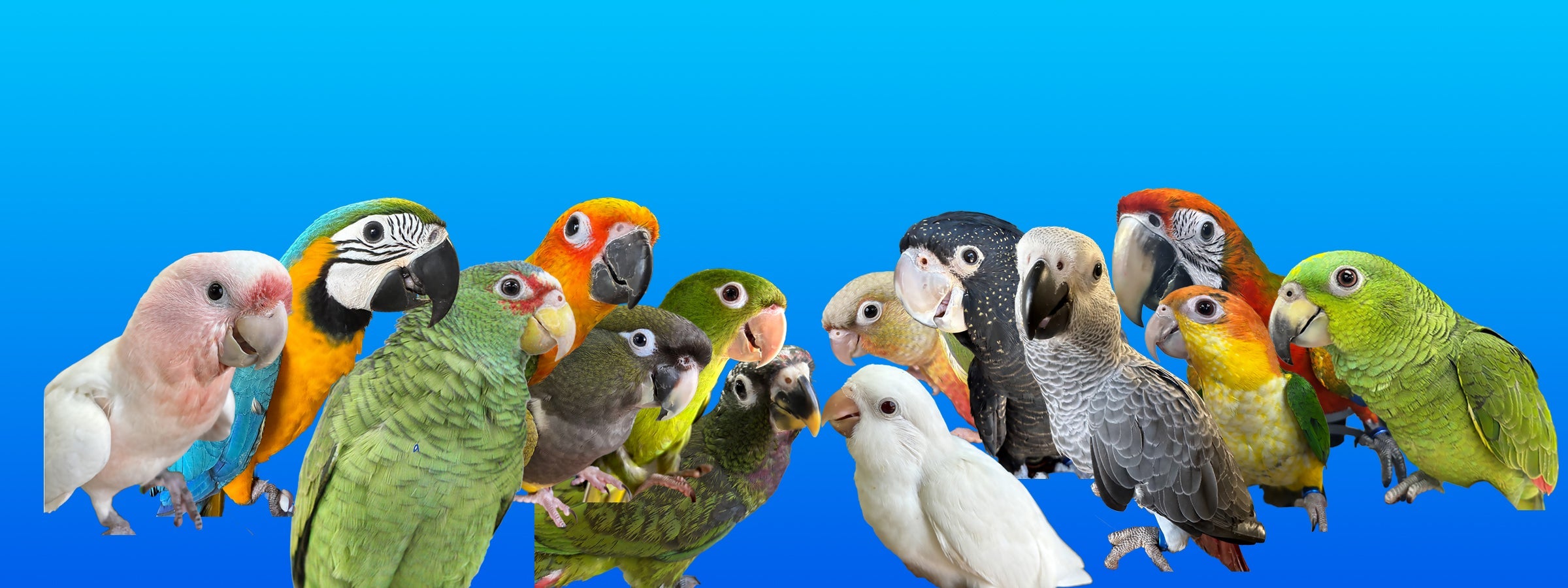 Available Parrots