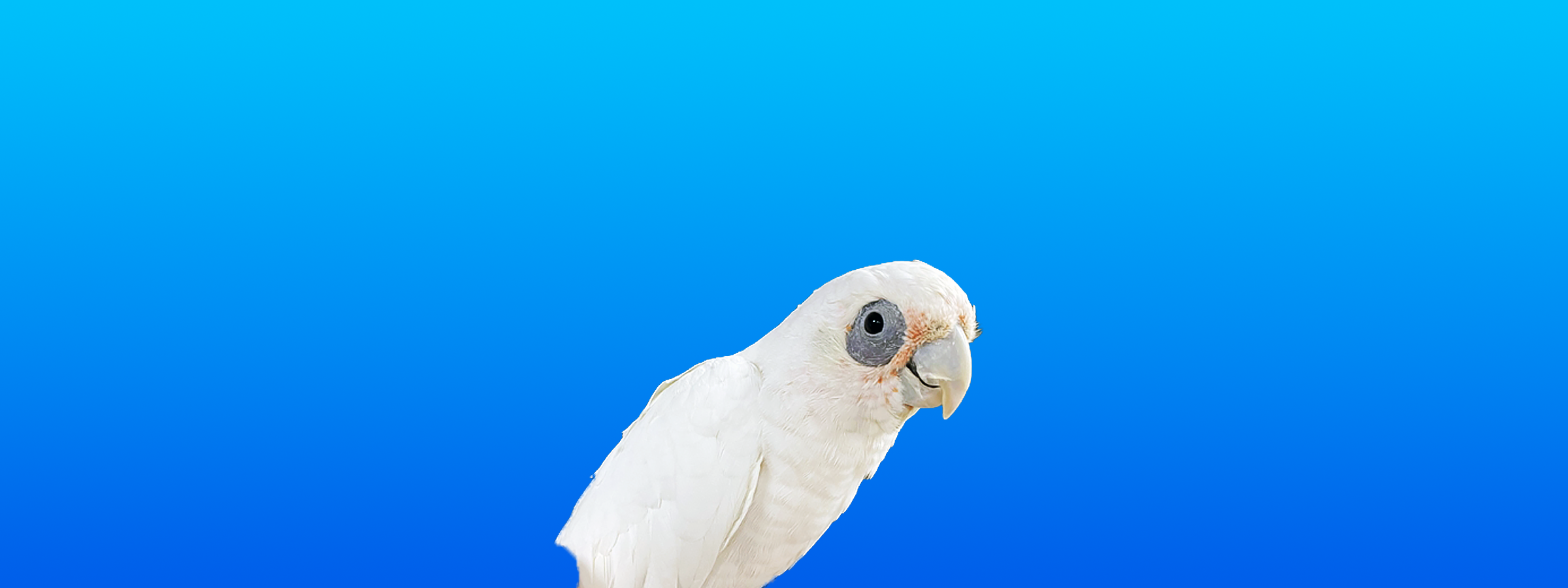 Bare-eyed Cockatoo