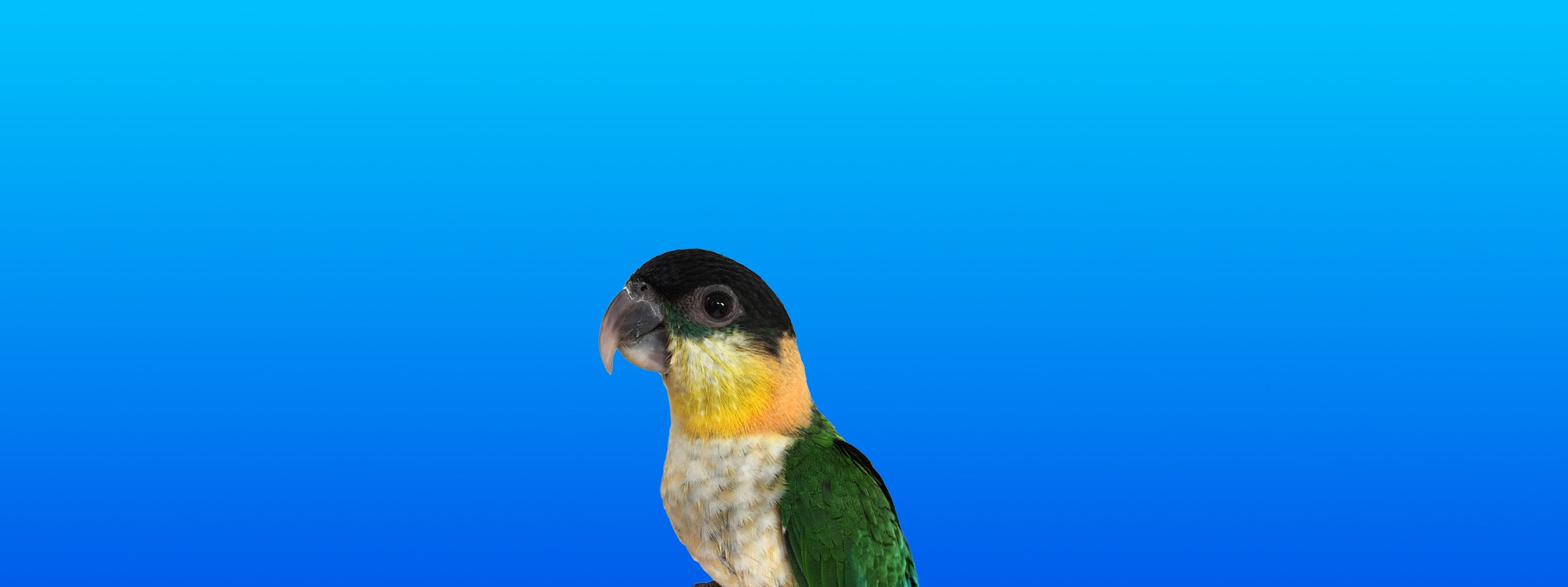 Black-headed Caique