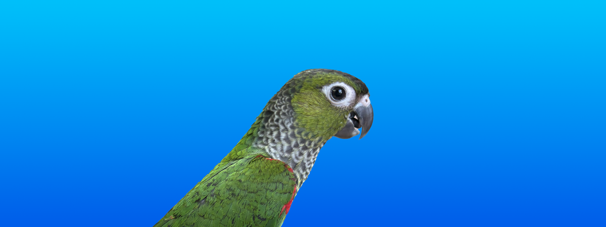 Black-Capped Conure