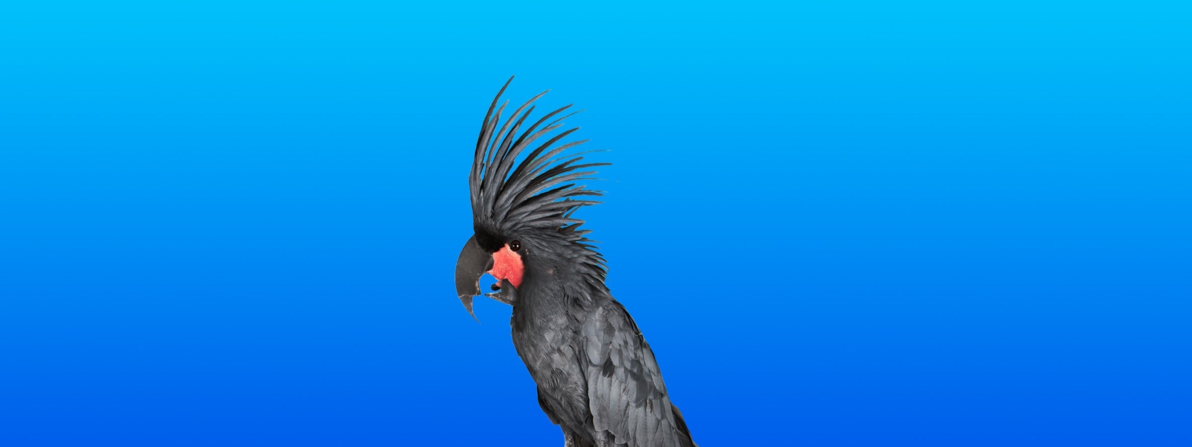 Black Palm Cockatoo