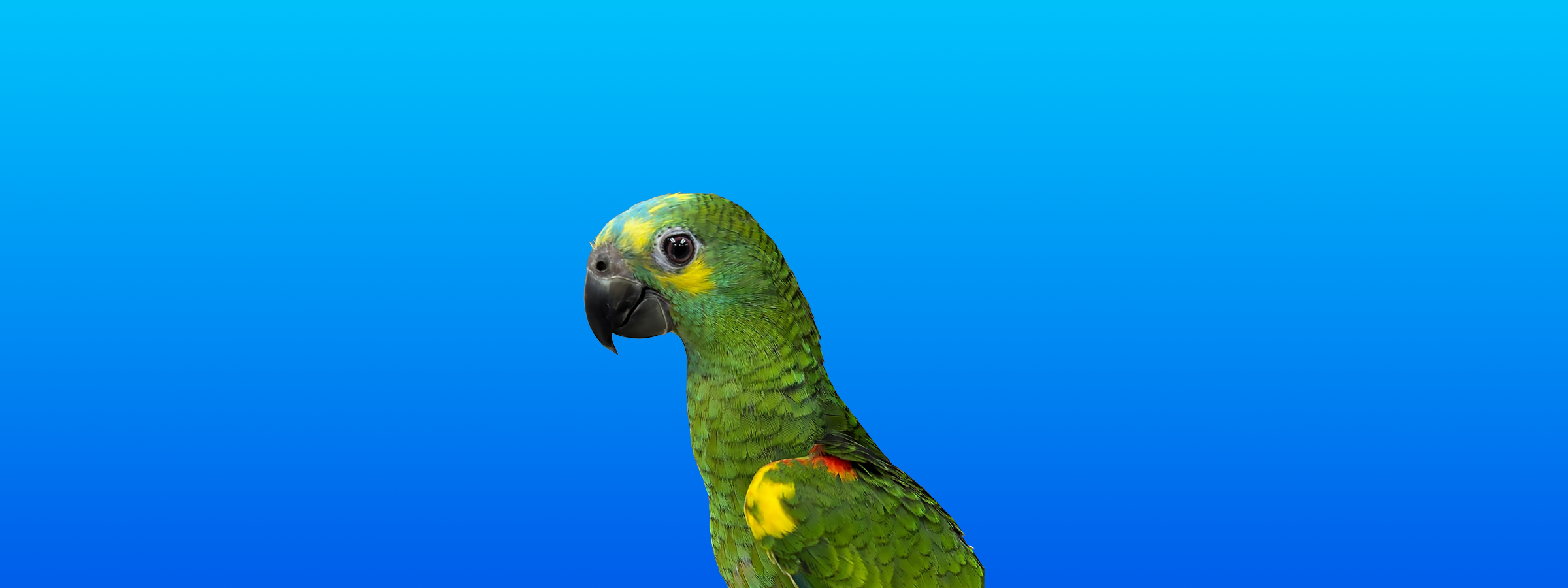 Blue-fronted Amazon