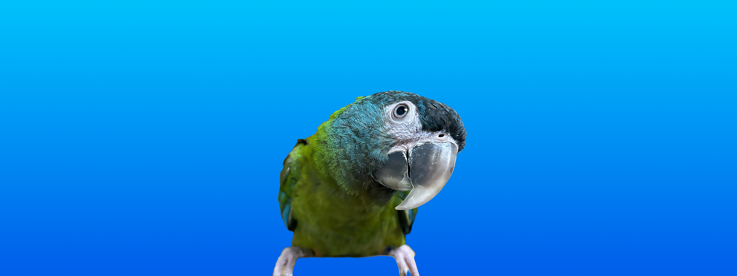 Blue-headed Macaw