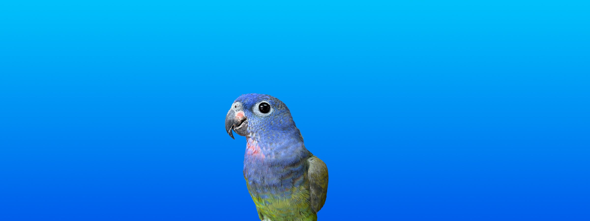 Blue-headed Pionus