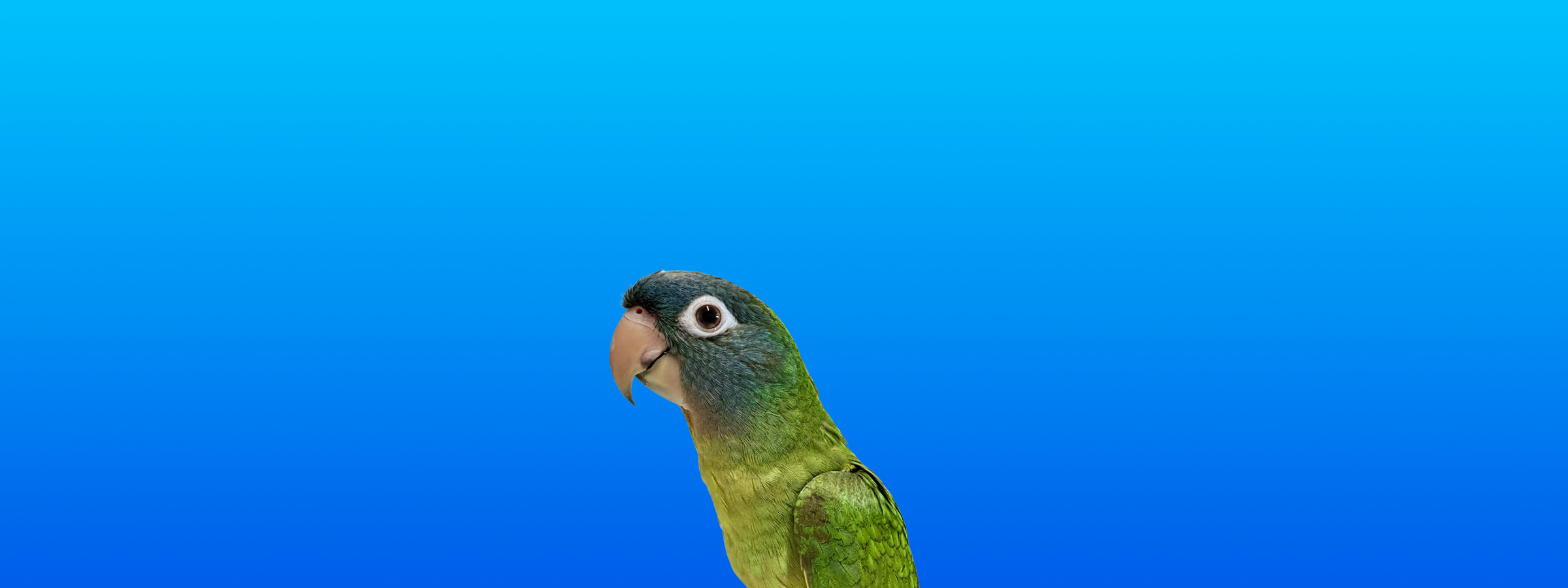 Blue-crowned Conure