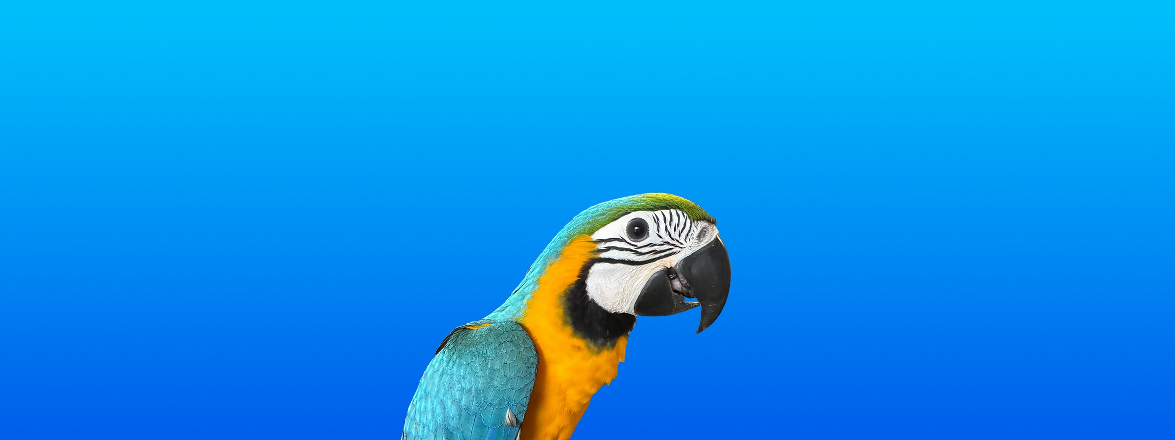 Blue and Gold Macaw