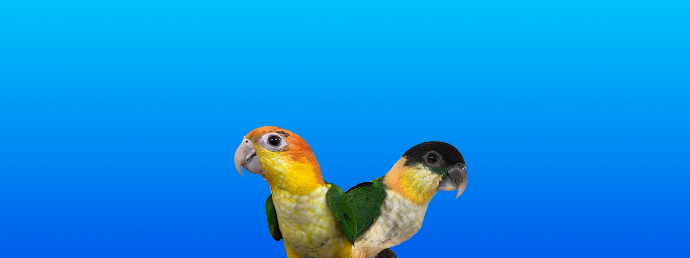 Caiques