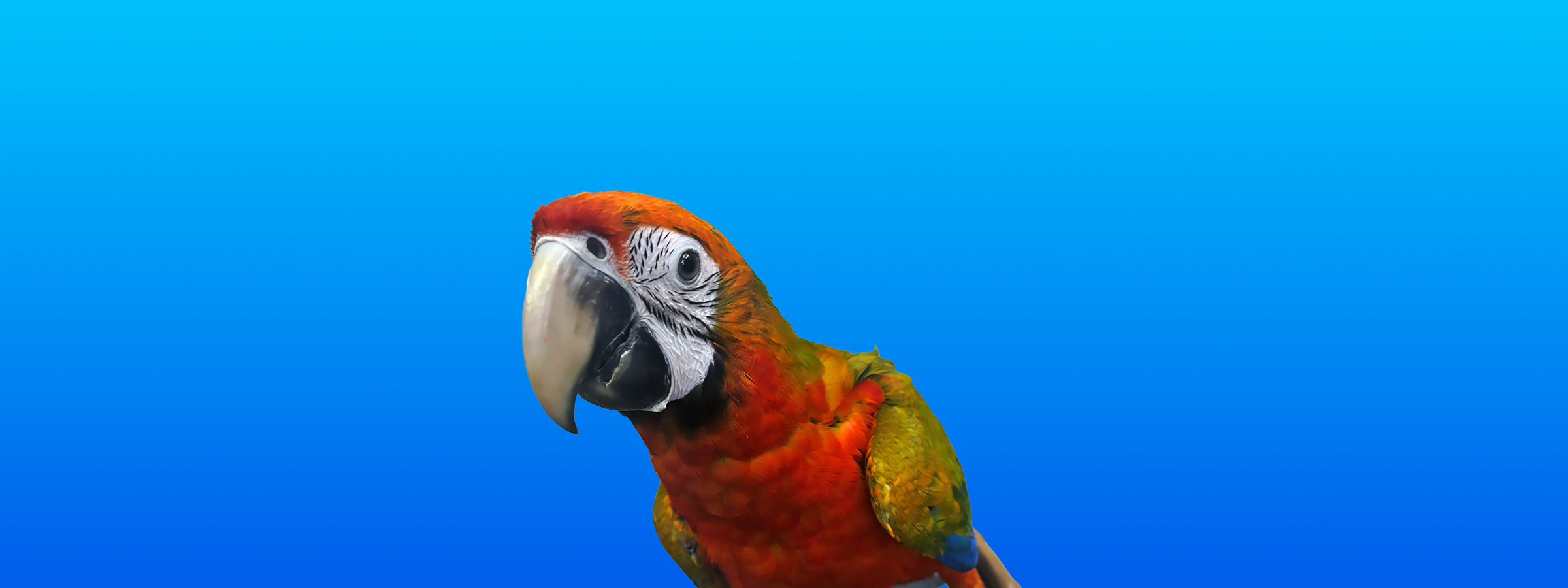 Camelot Macaw