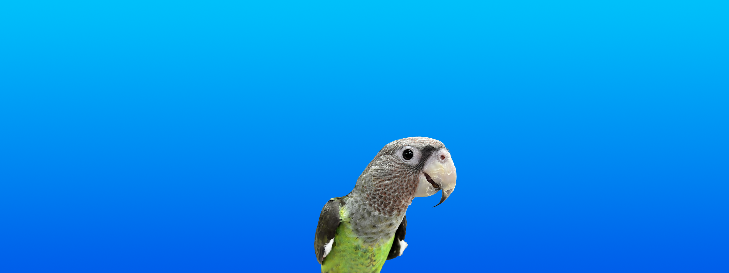 Cape Parrot
