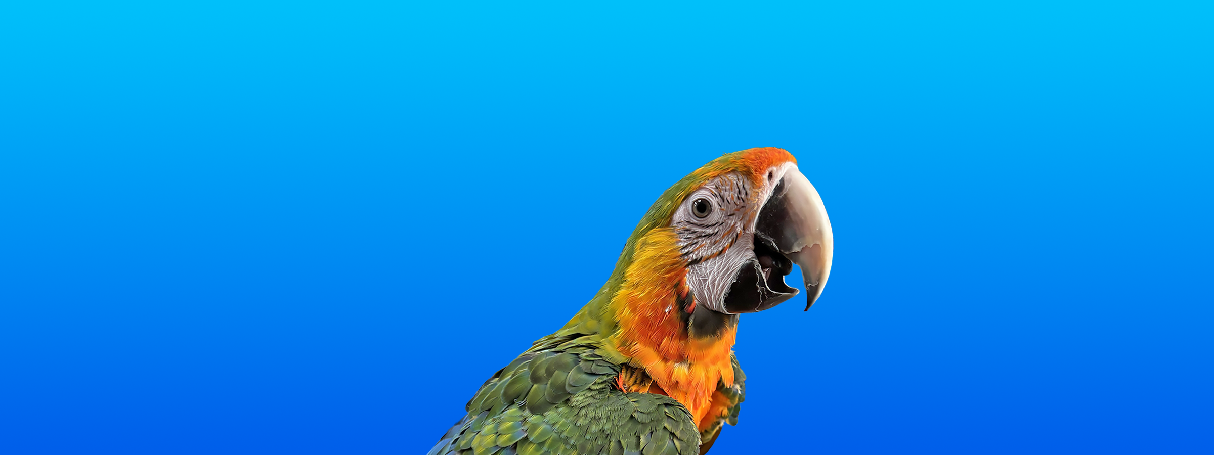 Catalina Macaw