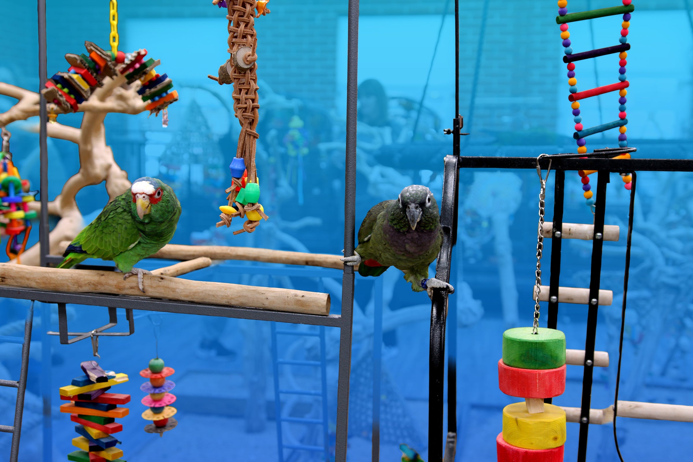 Climbing & Motion Toys