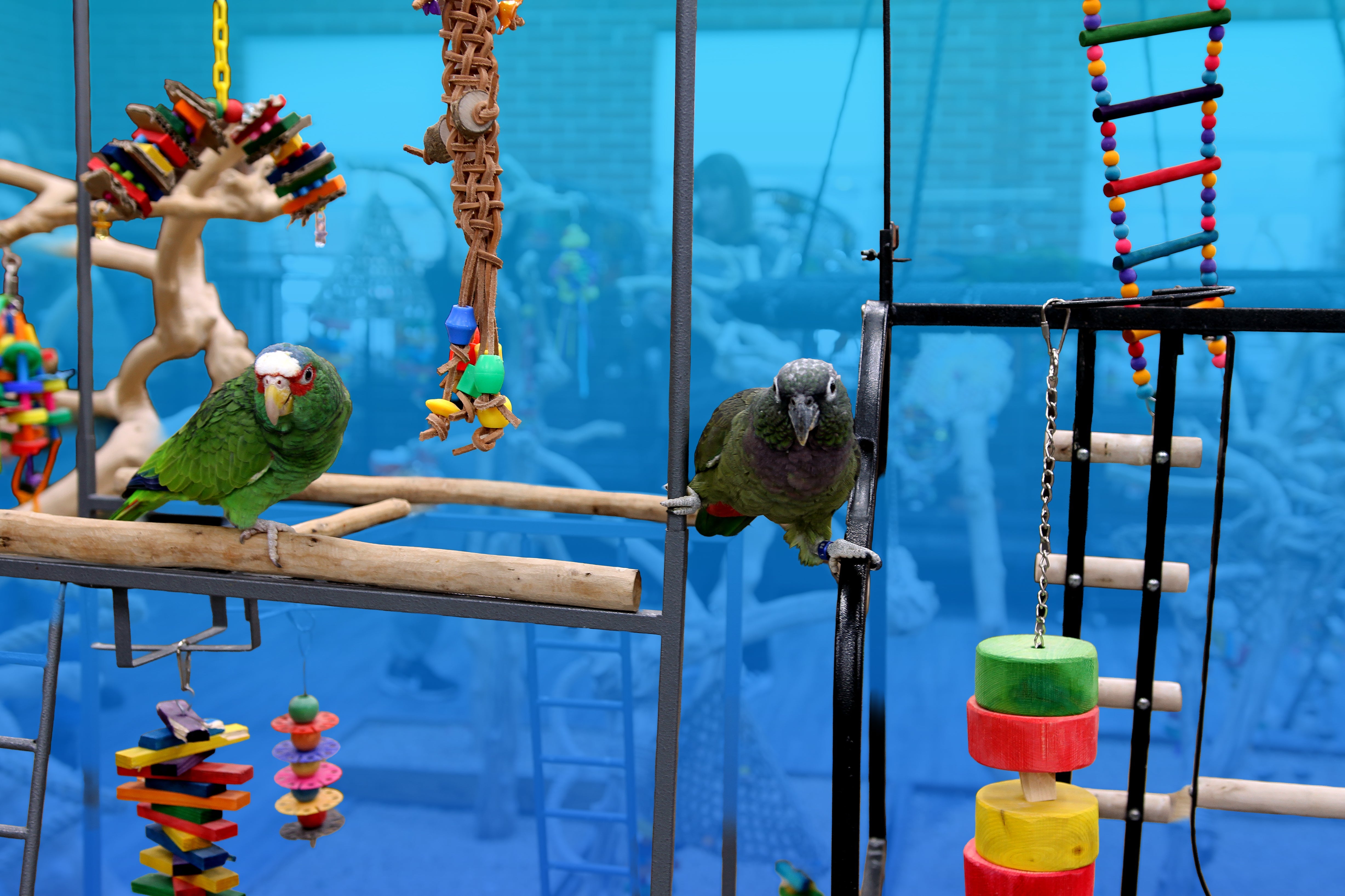 Climbing & Motion Toys