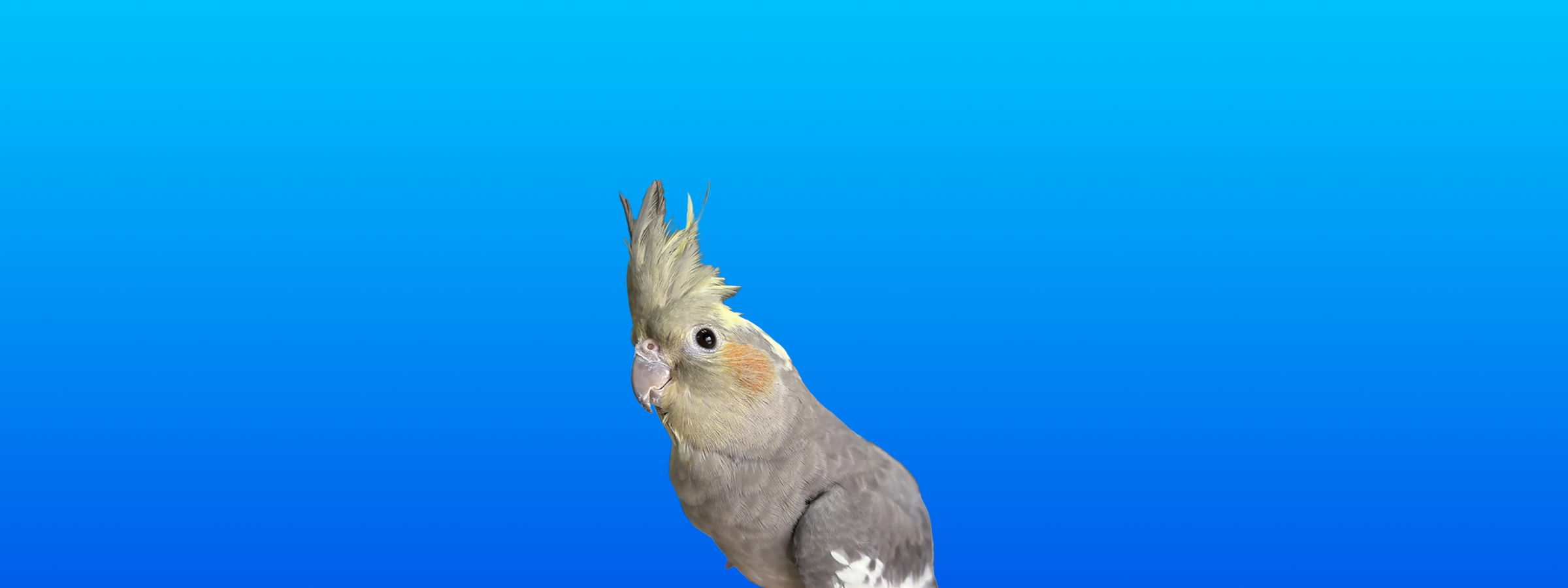 Cockatiel