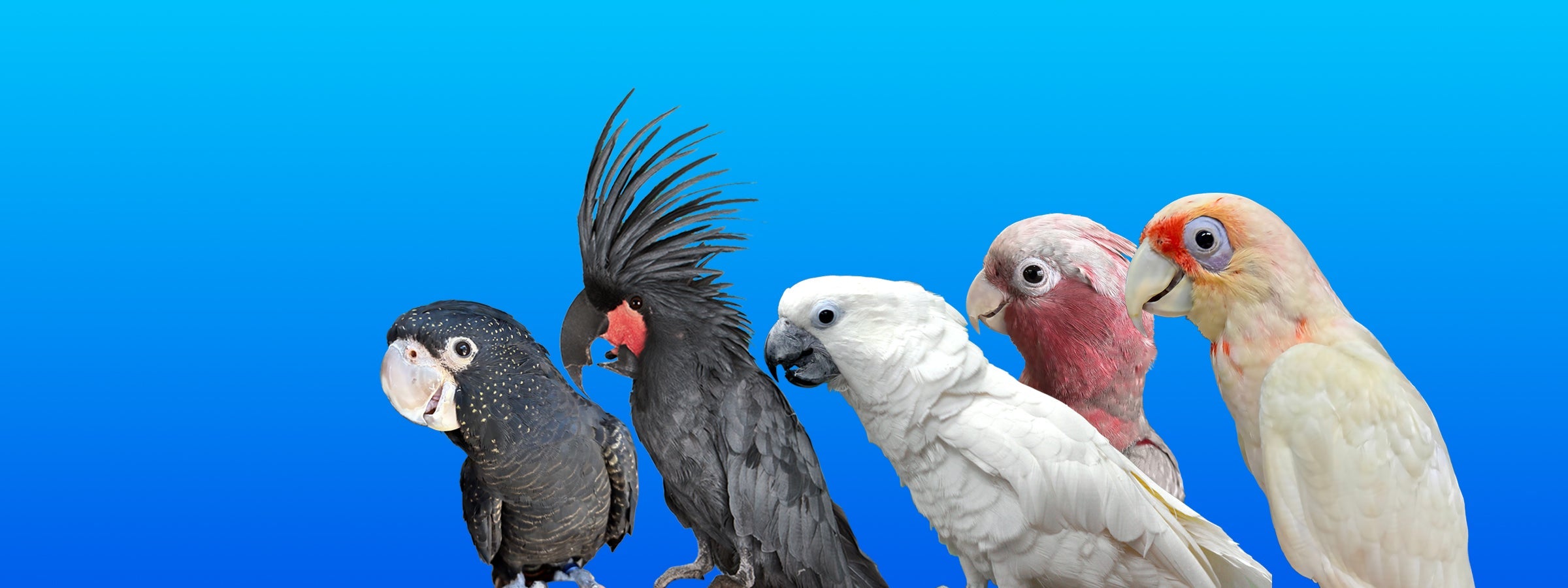Cockatoos