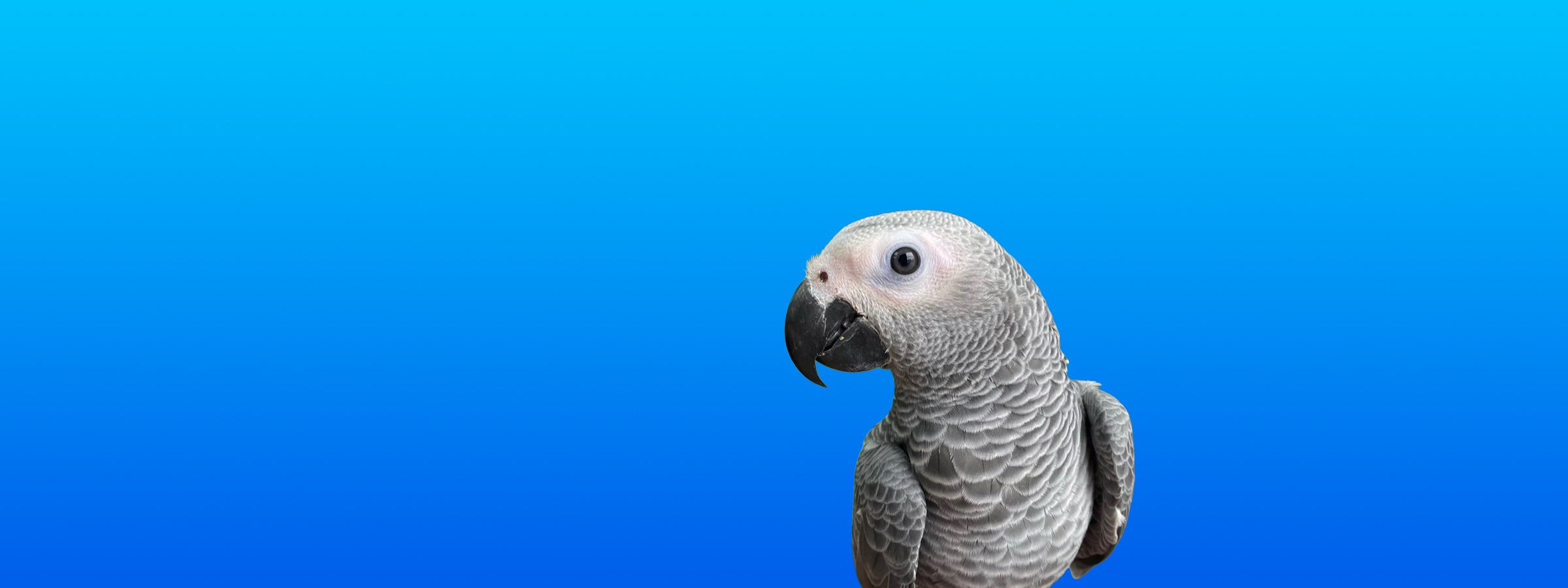 Congo African Grey