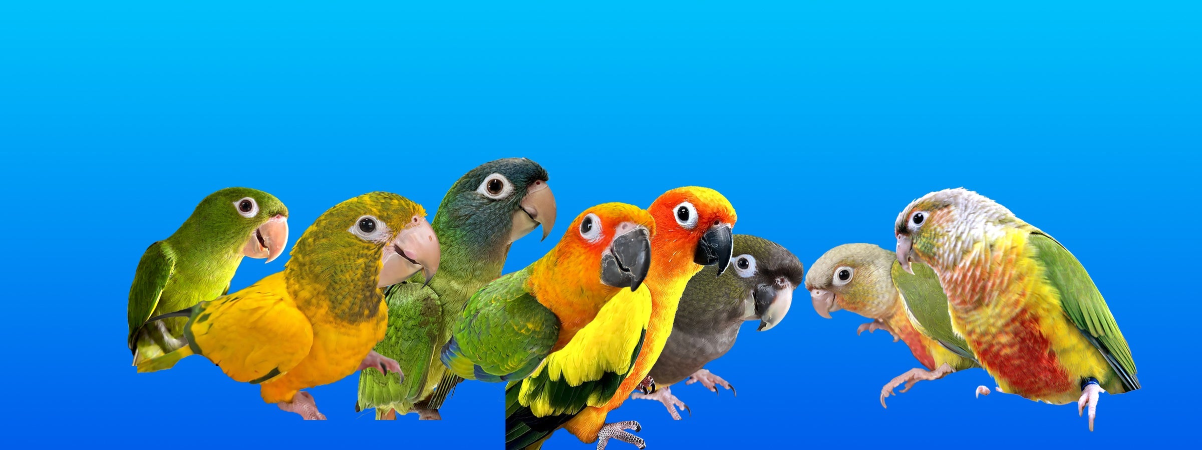 Conures