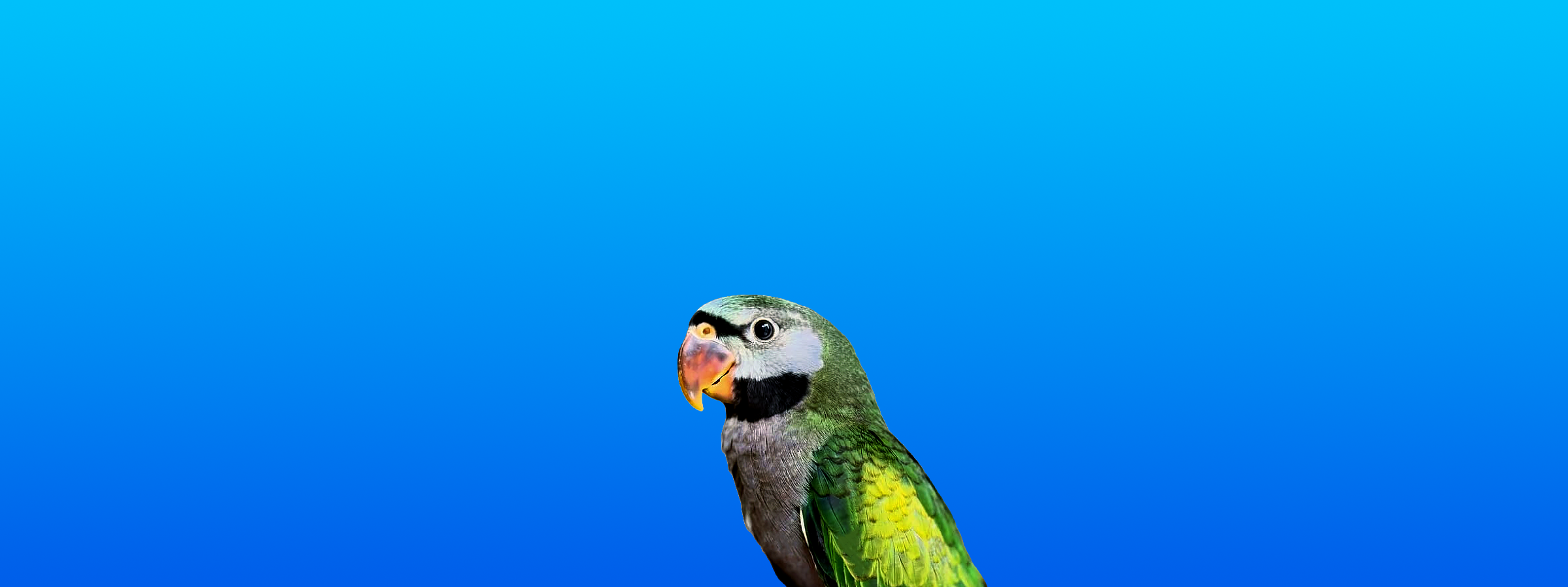 Derbyan Parakeet
