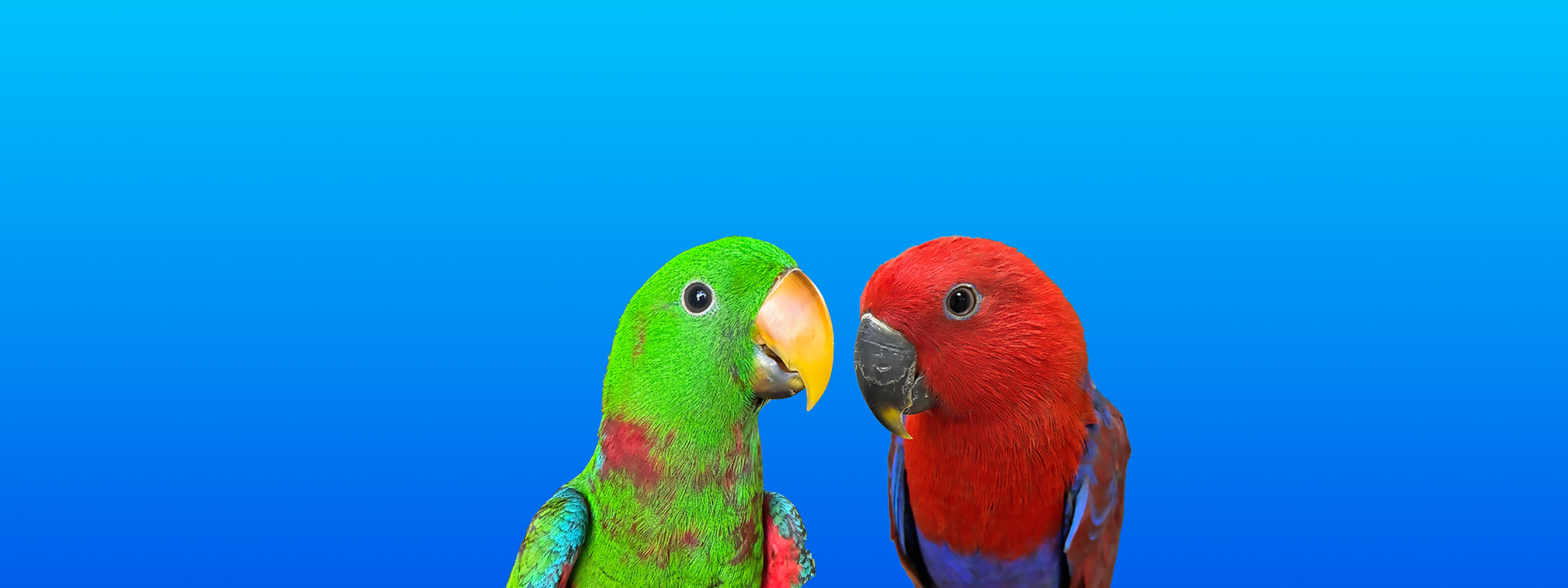 Solomon Island Eclectus