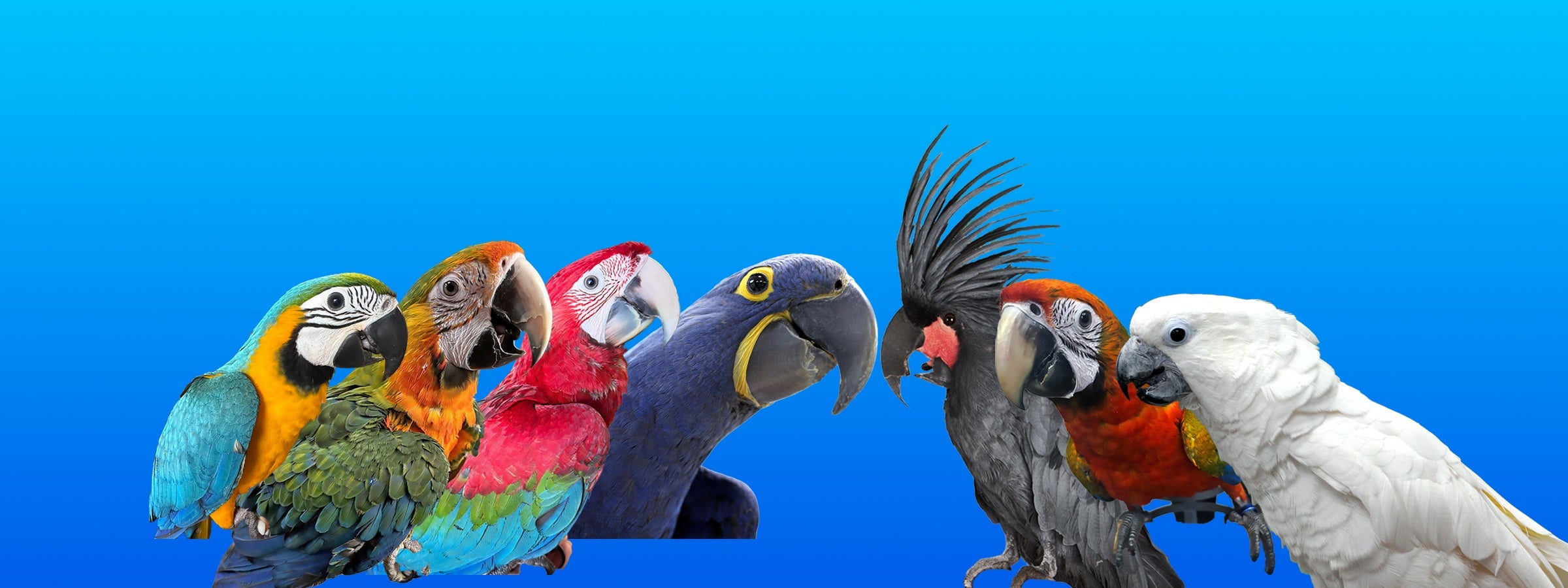 Extra-Large Birds