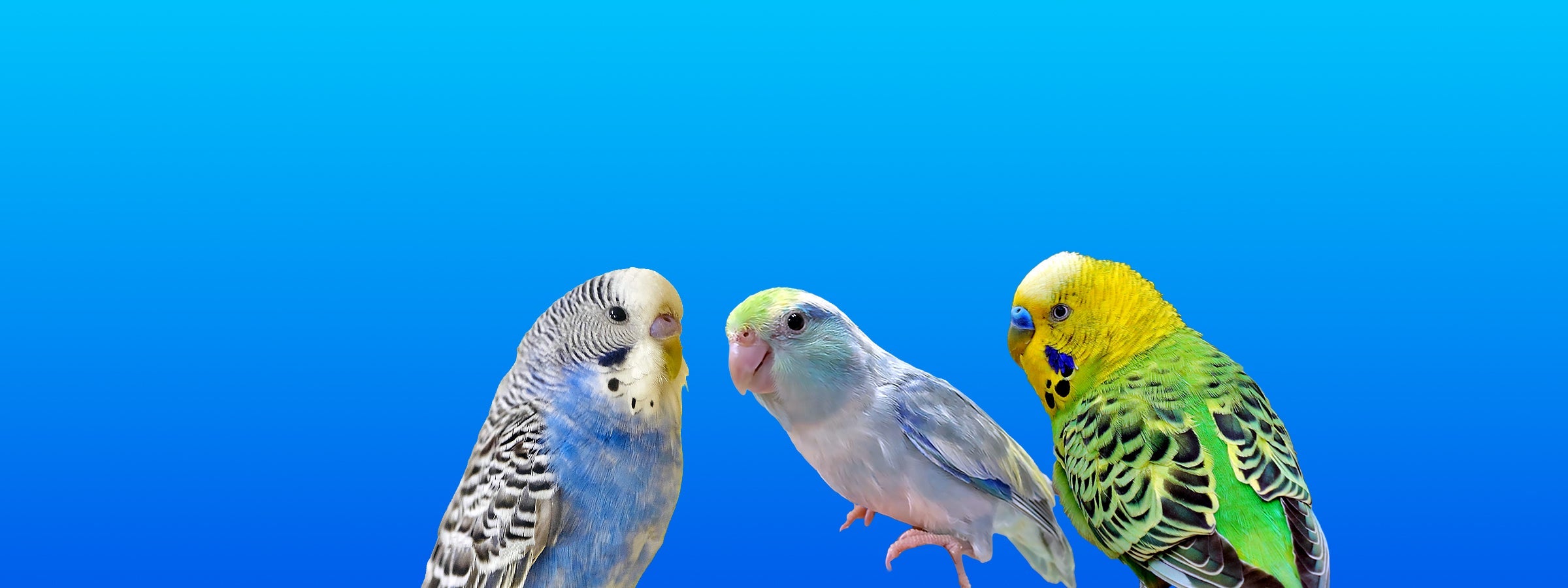 Extra-Small Birds