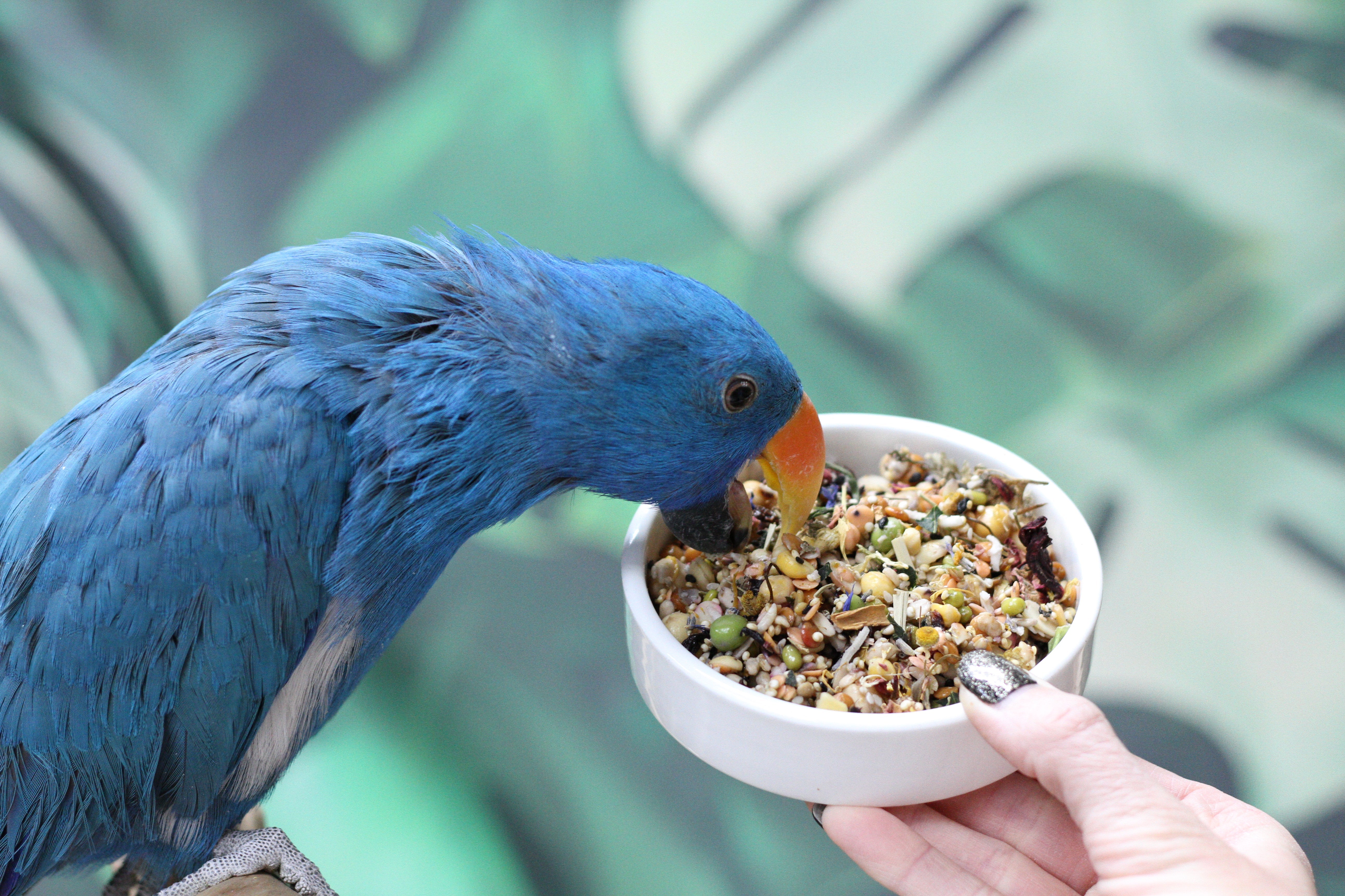White-Fronted Amazon - Male #PS8784 – Parrot Stars