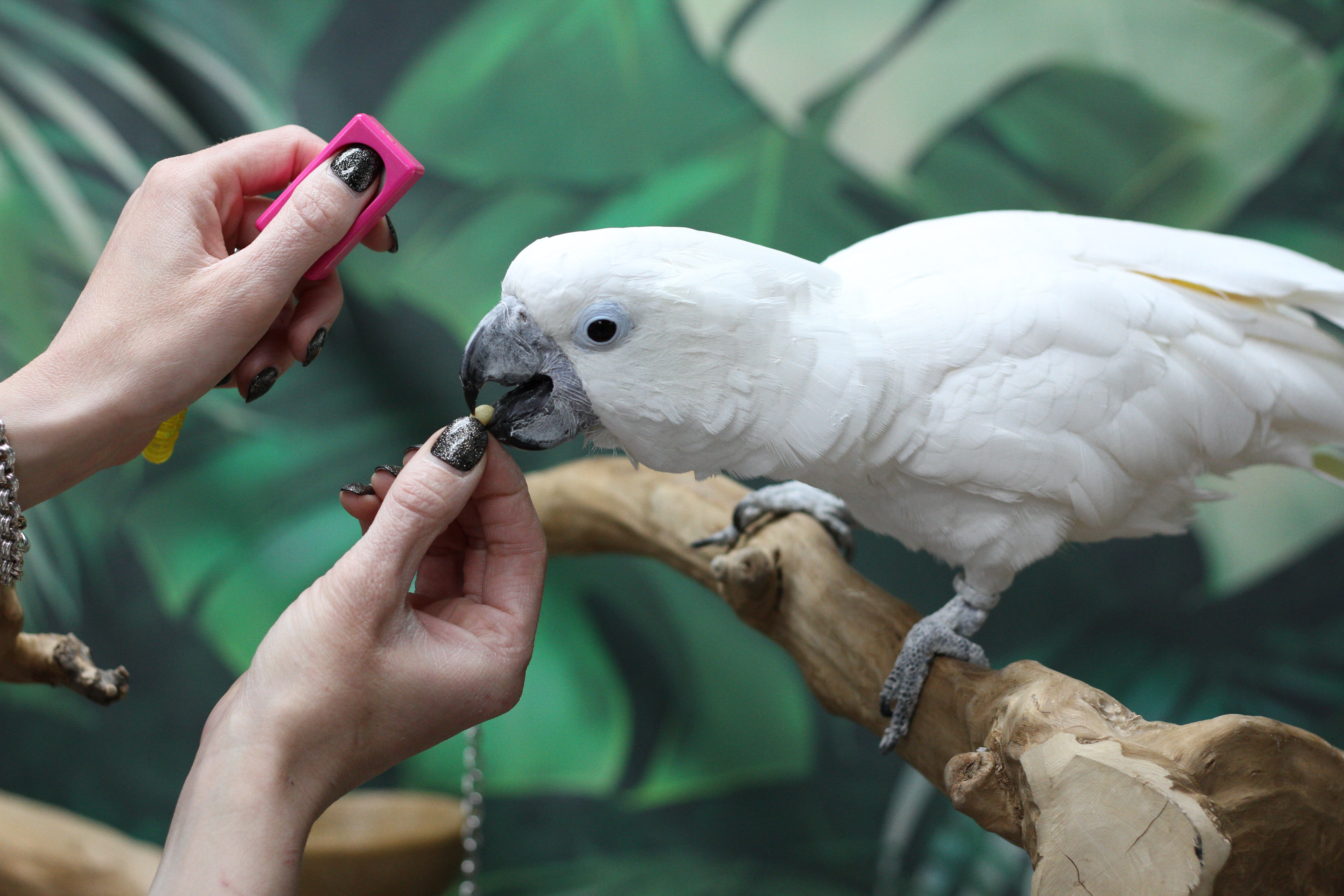 White-Fronted Amazon - Male #PS8784 – Parrot Stars