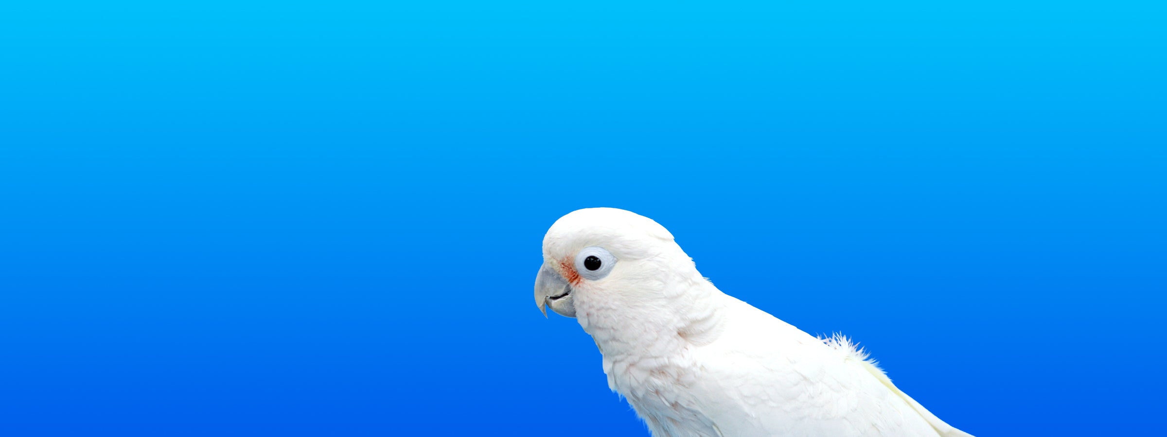 Goffin's Cockatoo
