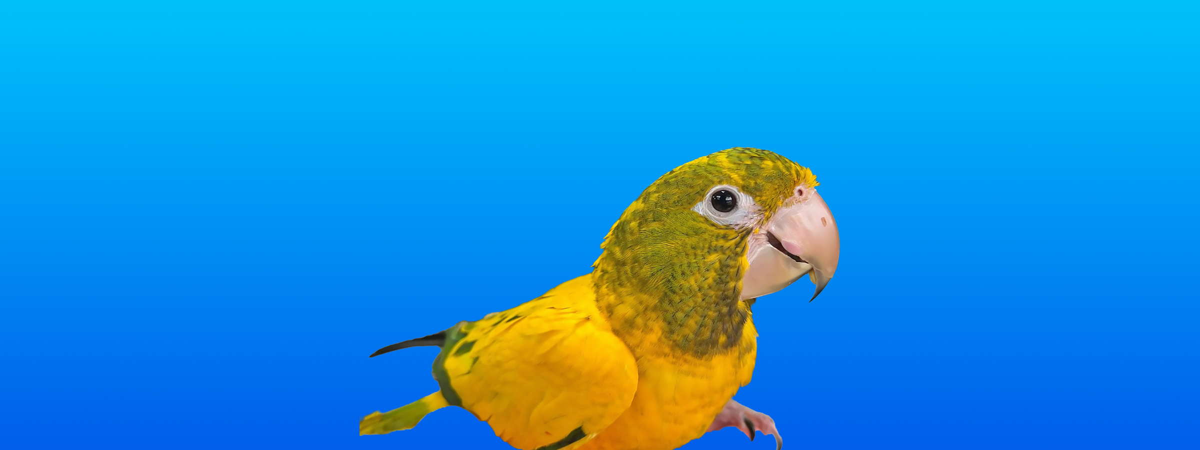 Golden Conure