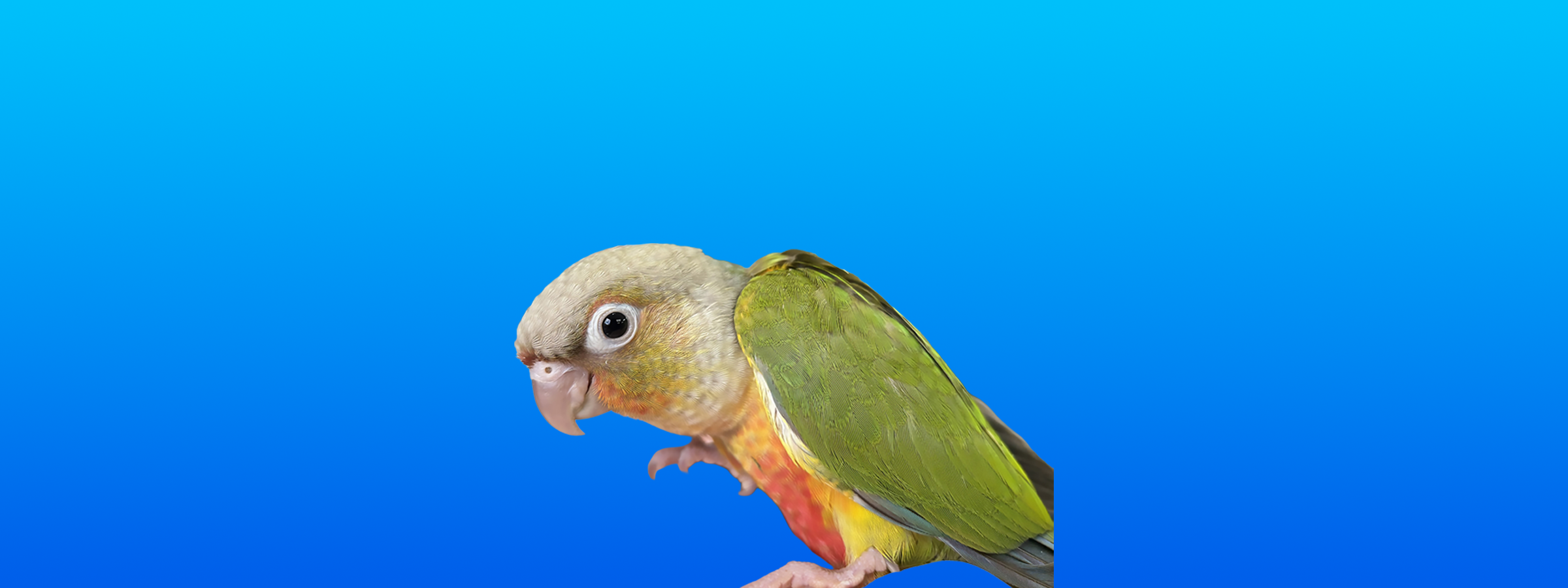 Green-cheeked Conure