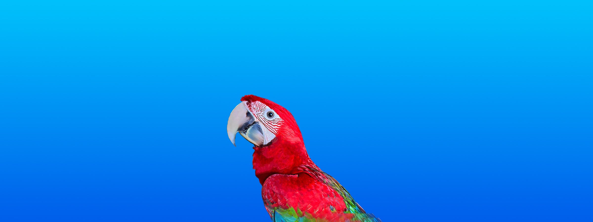 Green-winged Macaw