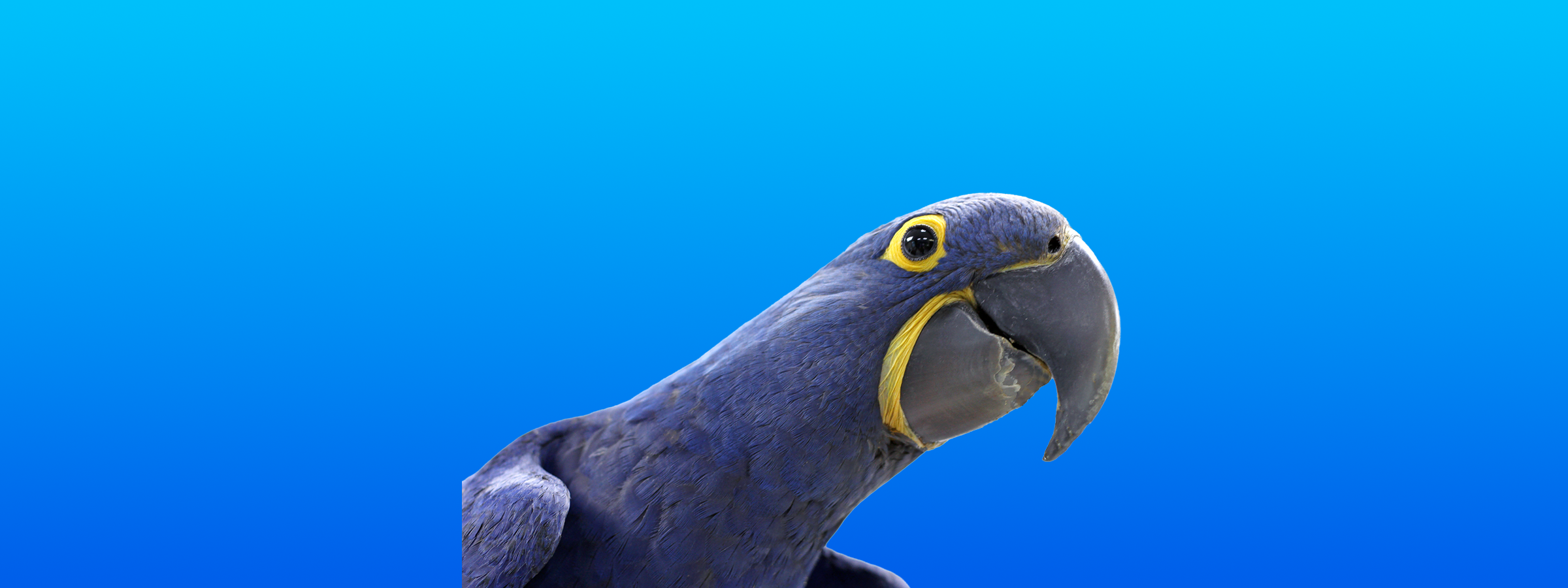 Hyacinth Macaw
