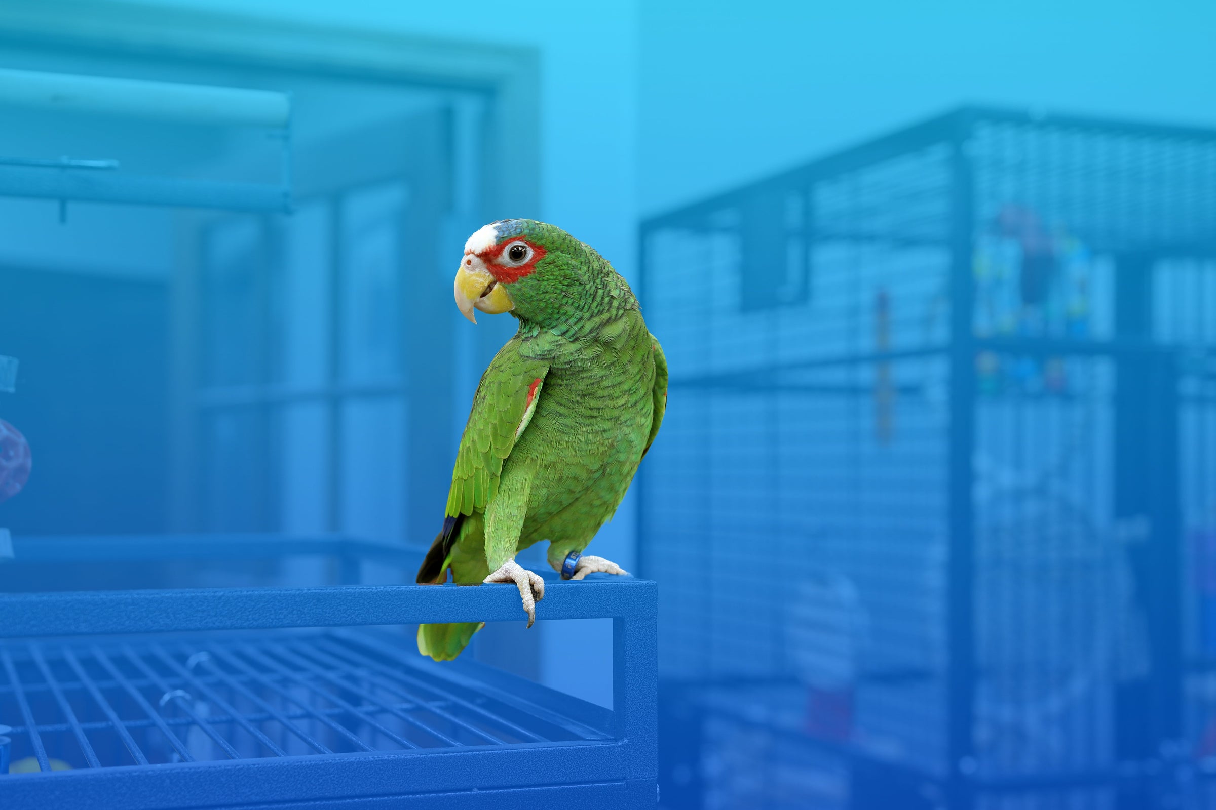 White-fronted Amazon