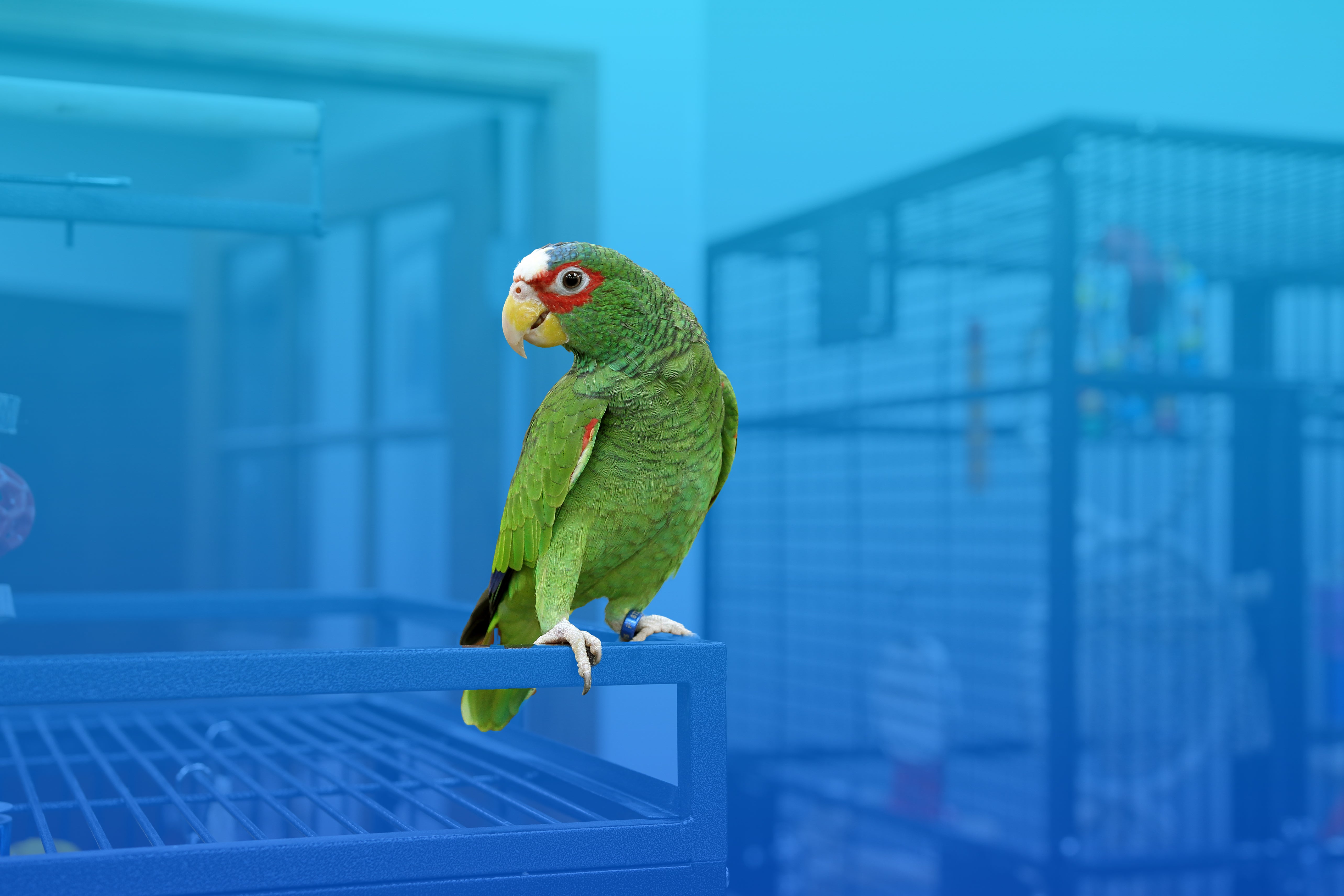 White-fronted Amazon