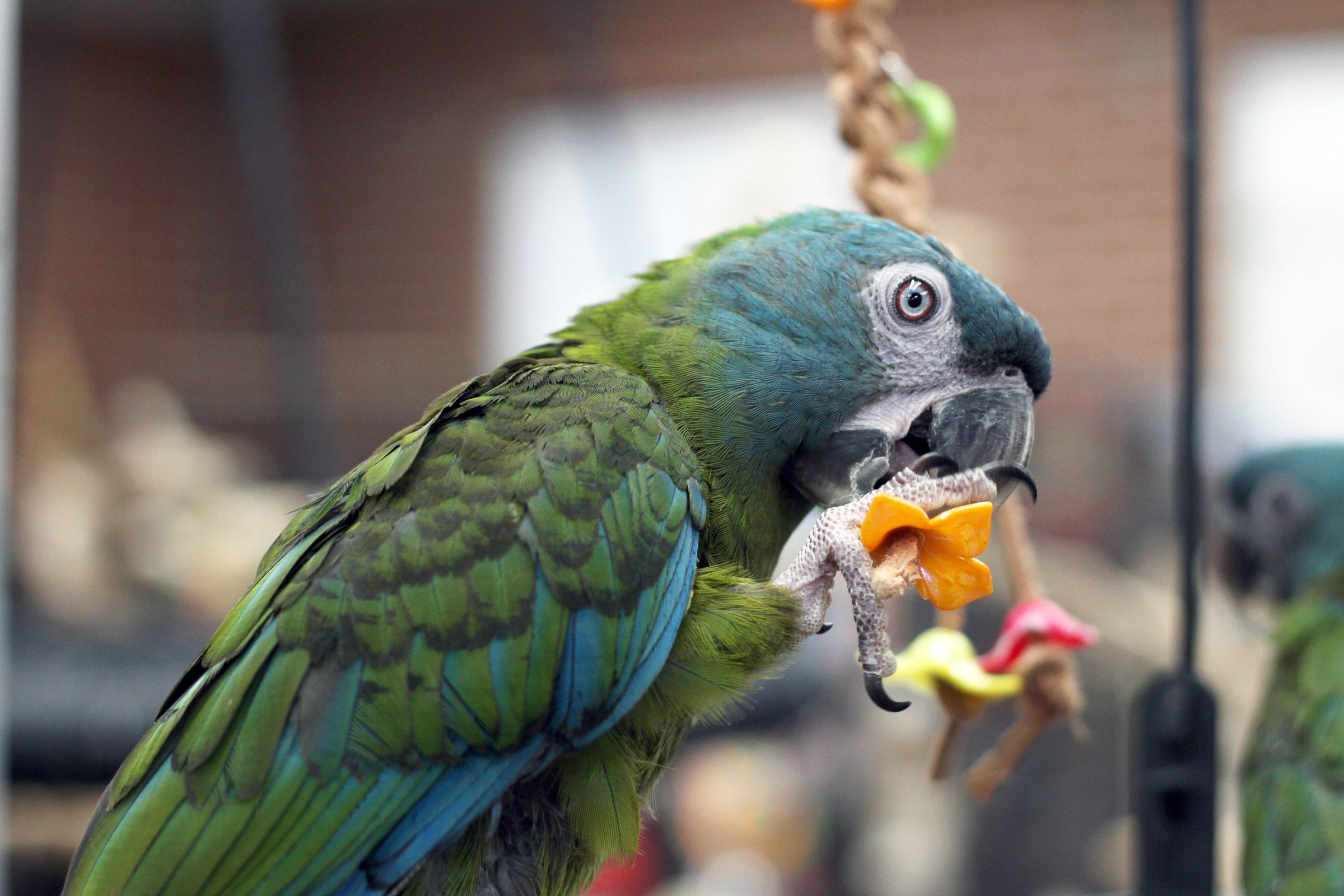 Chew & Destructible Toys