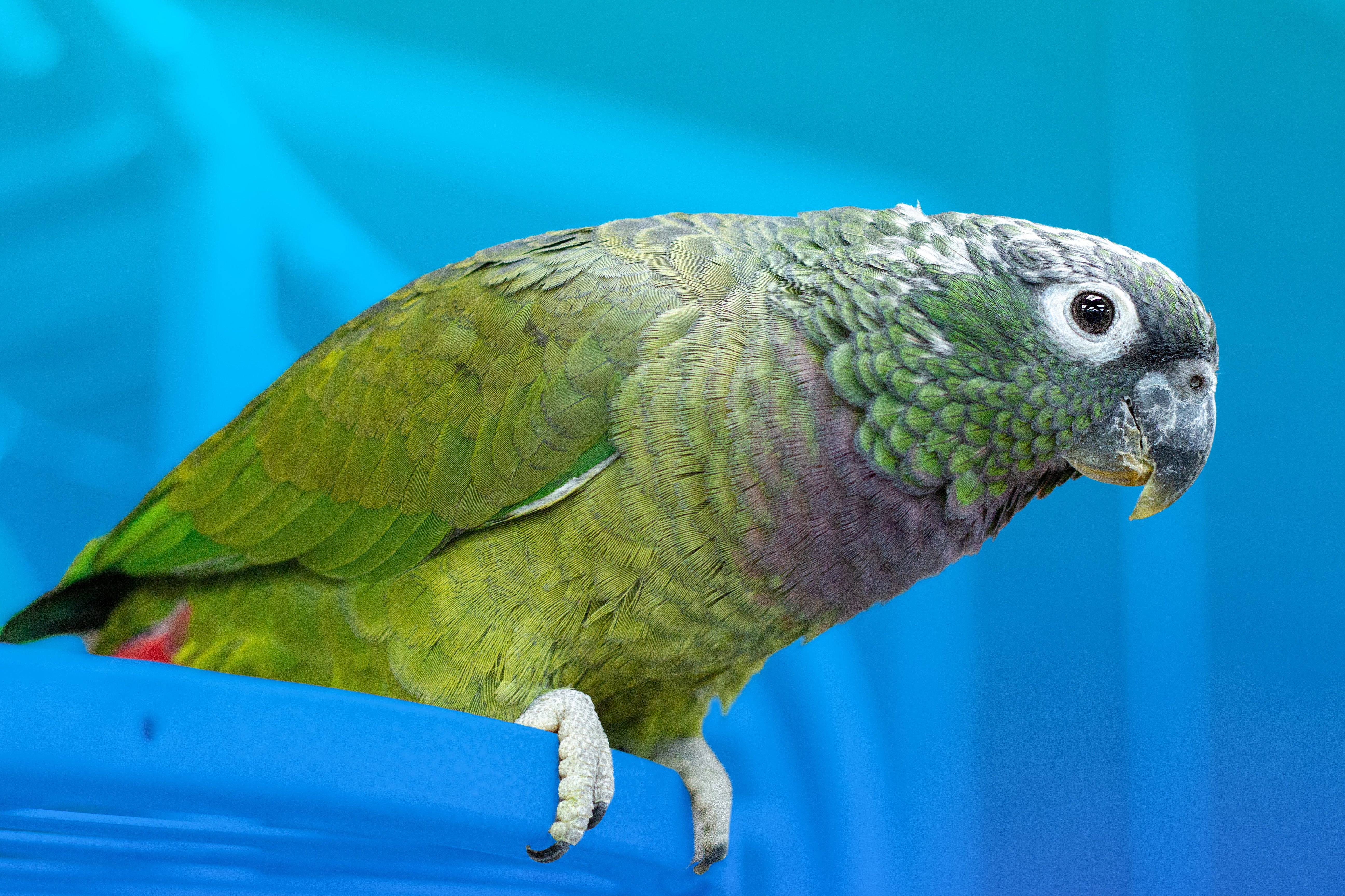 Maximilian Pionus