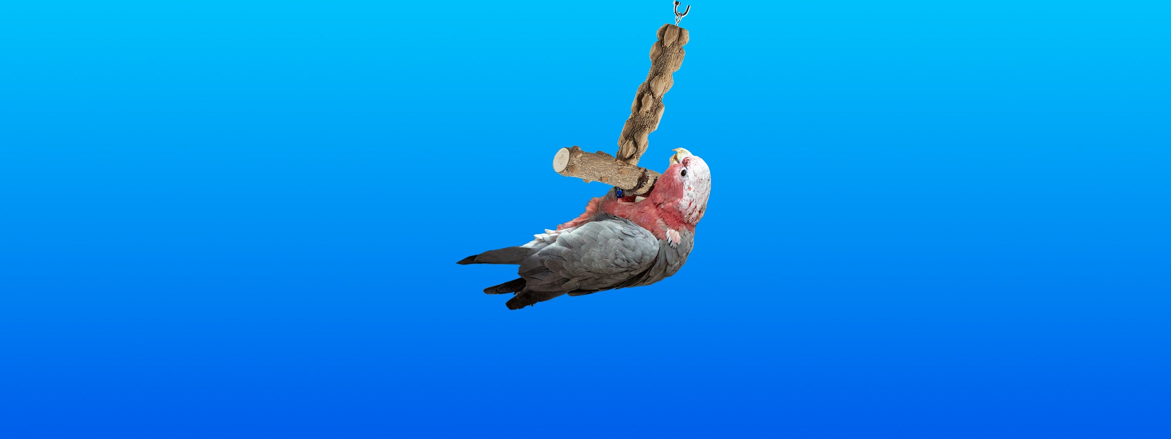 Swings