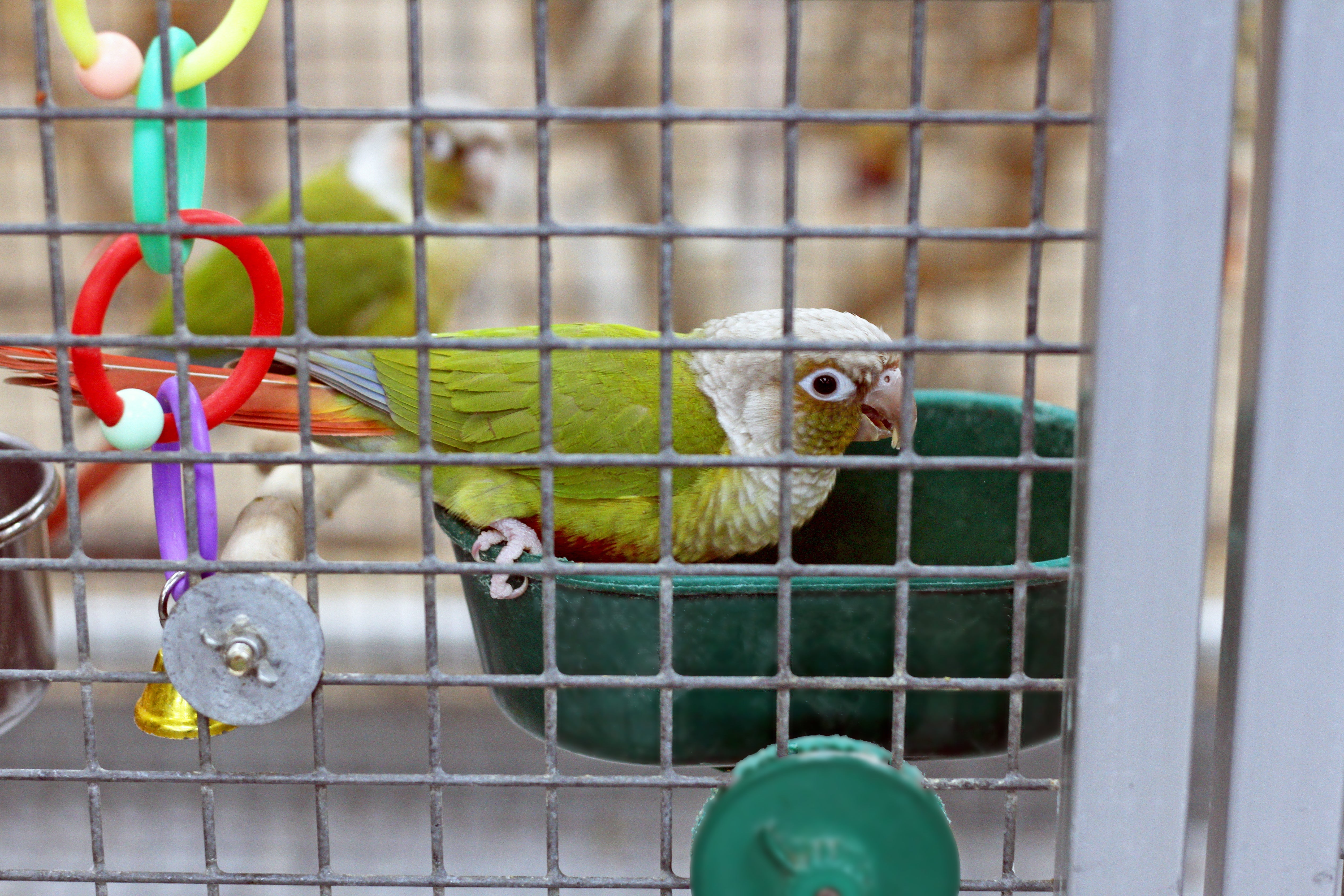 Cage Accessories