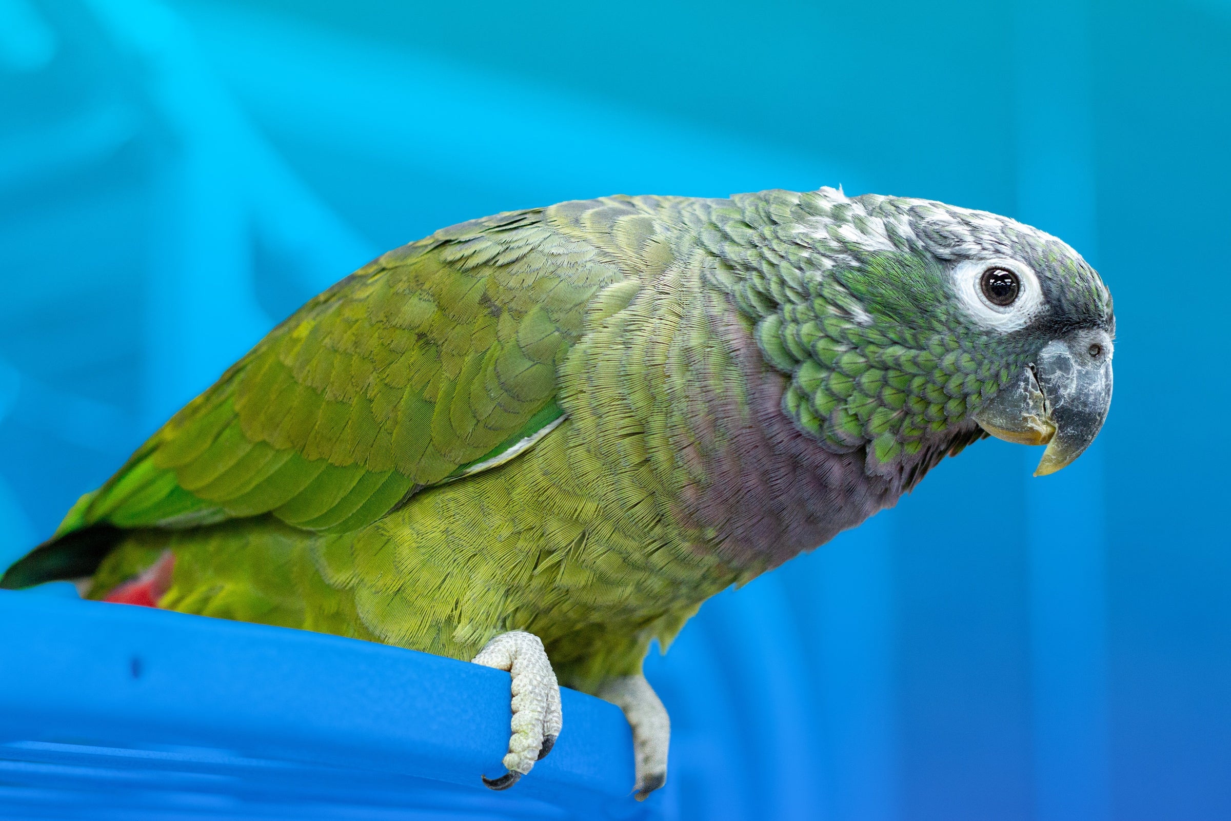 Cage Accessories, Perches