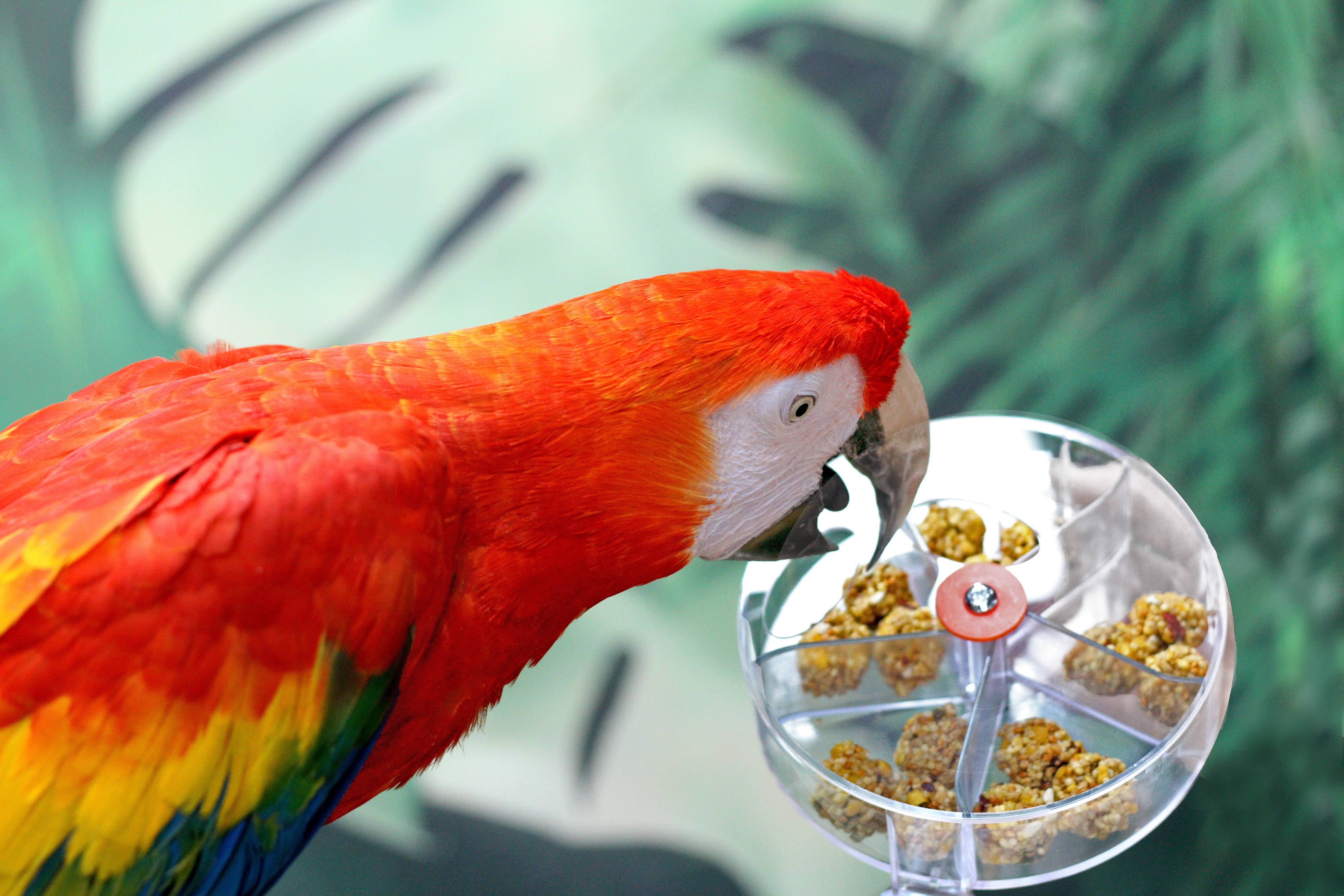 Foraging Toys