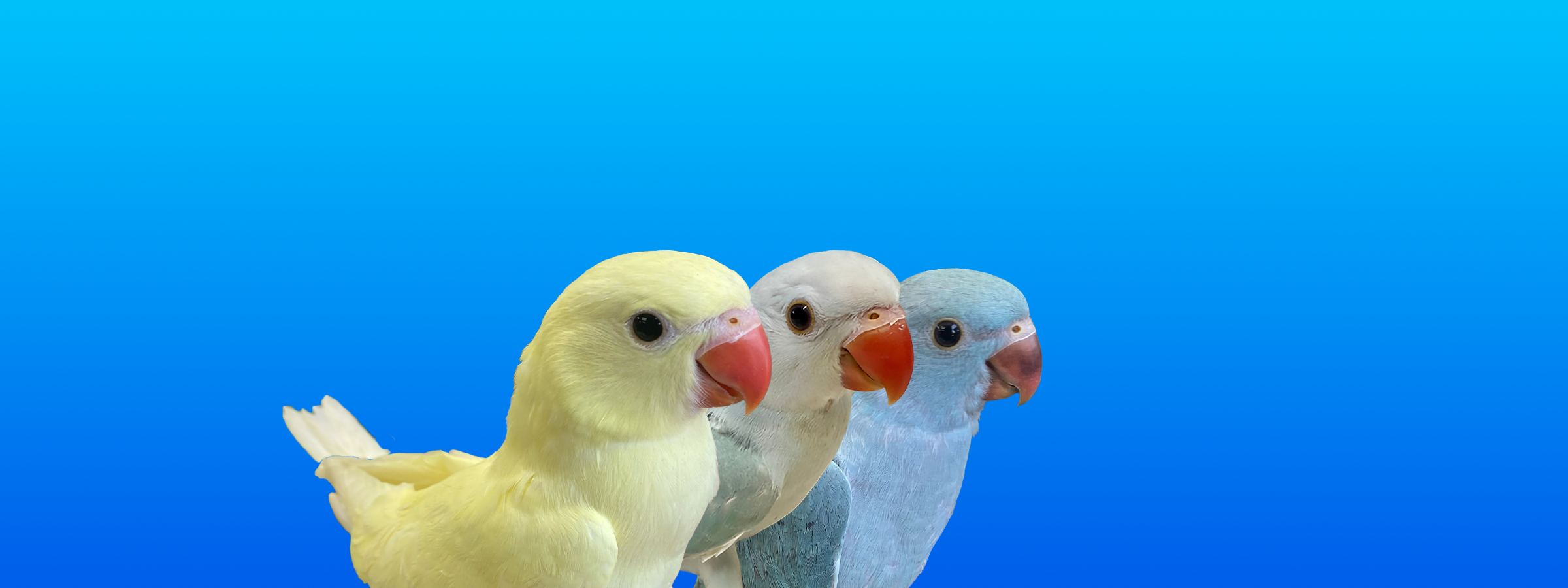 Indian Ringneck Parakeet