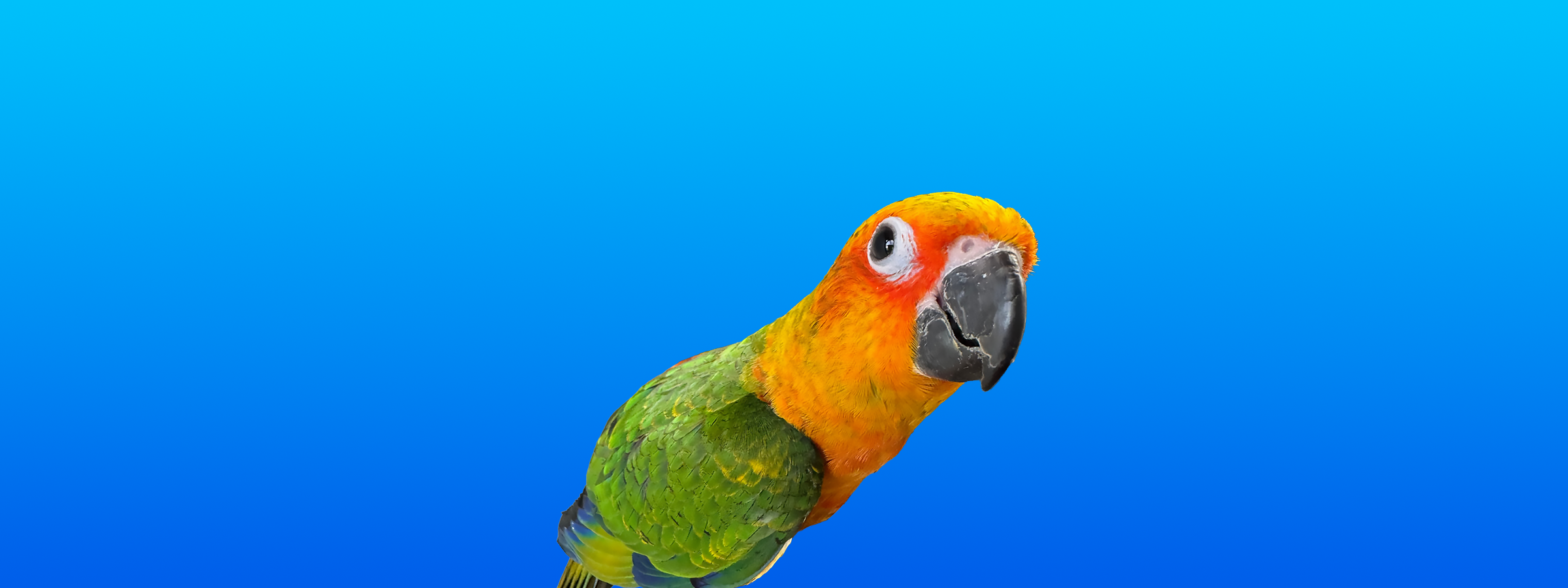 Jenday Conure
