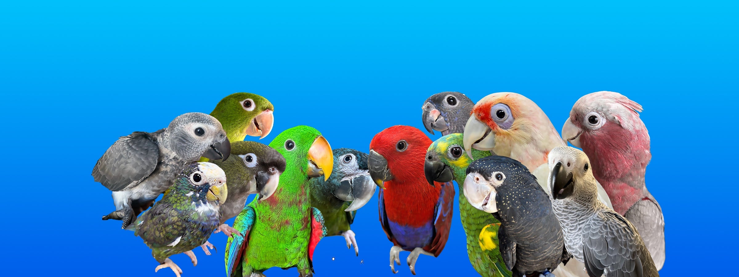 Large Birds